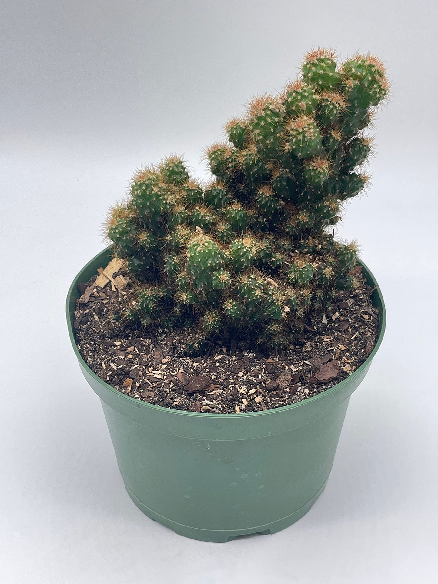 BubbleBlooms Peruvian Apple Cactus in a 6 inch Pot Crested, Repandus, uruguayanus, Hedge Cacti, Cereus