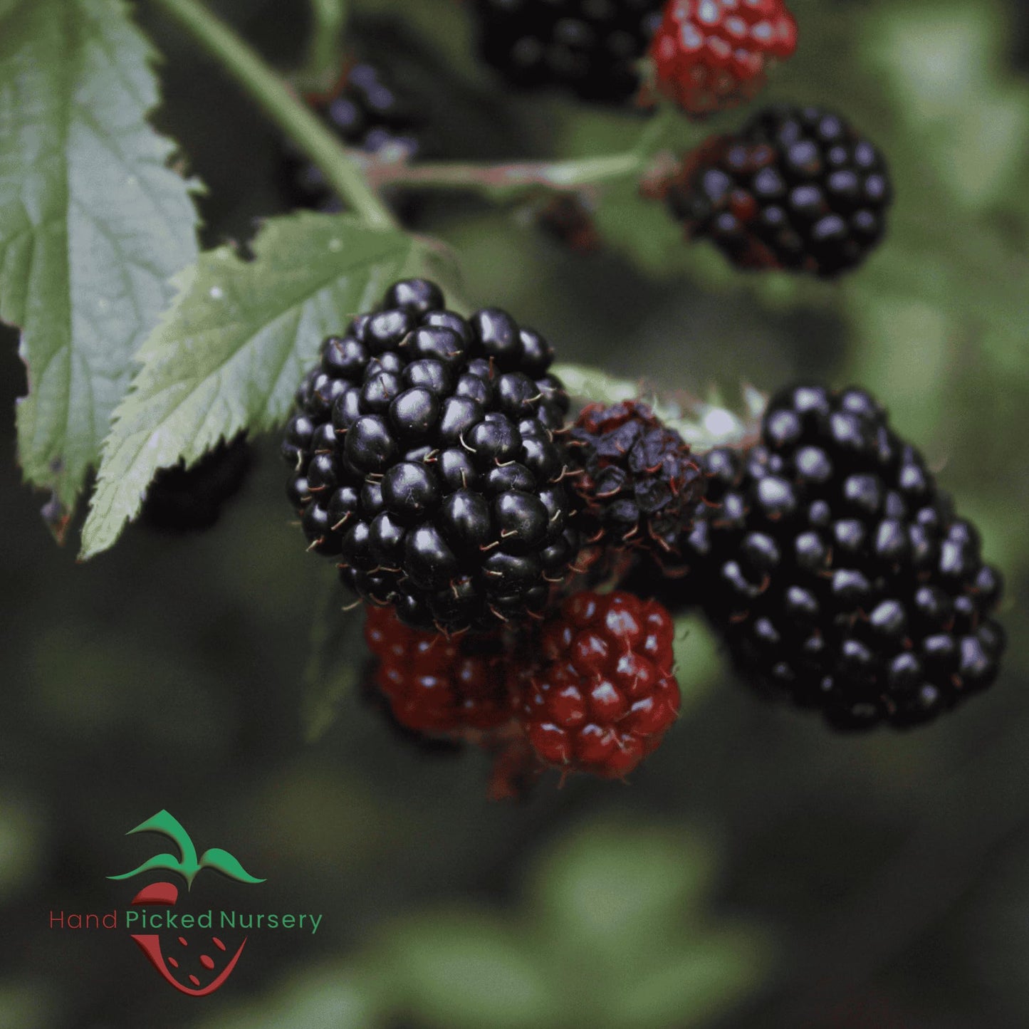 'Chester' BlackBerry Plants - Thornless, Winter Hardy, and Productive Blackberries from Hand Picked Nursery (1)