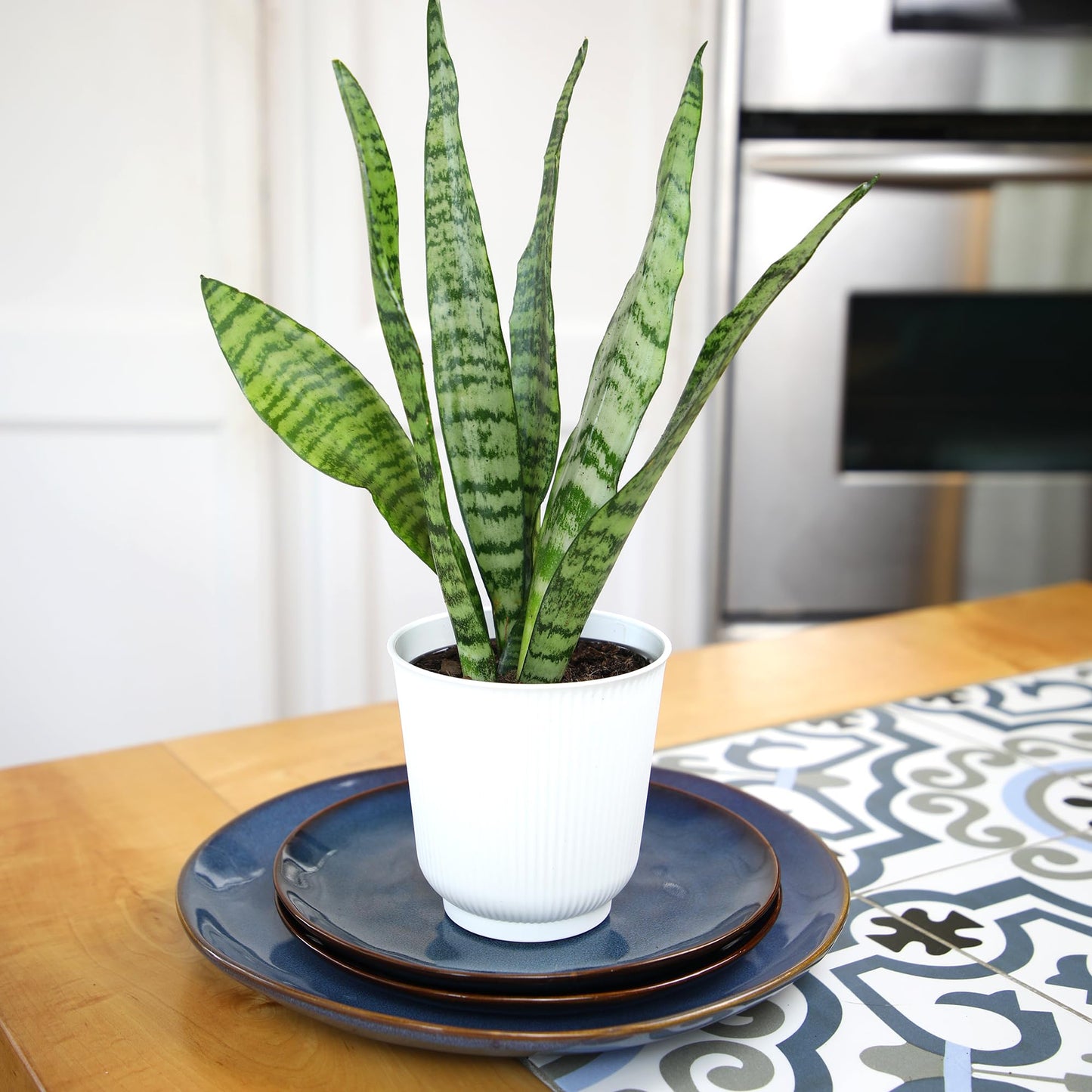 Live Snake Plant, Sansevieria Zeylanica, Indoor House Plant in Pot, Mother in Law Tongue Sansevieria Plant Live, Potted Succulent Plant, Fully Rooted Houseplant in Potting Soil by Plants for Pets