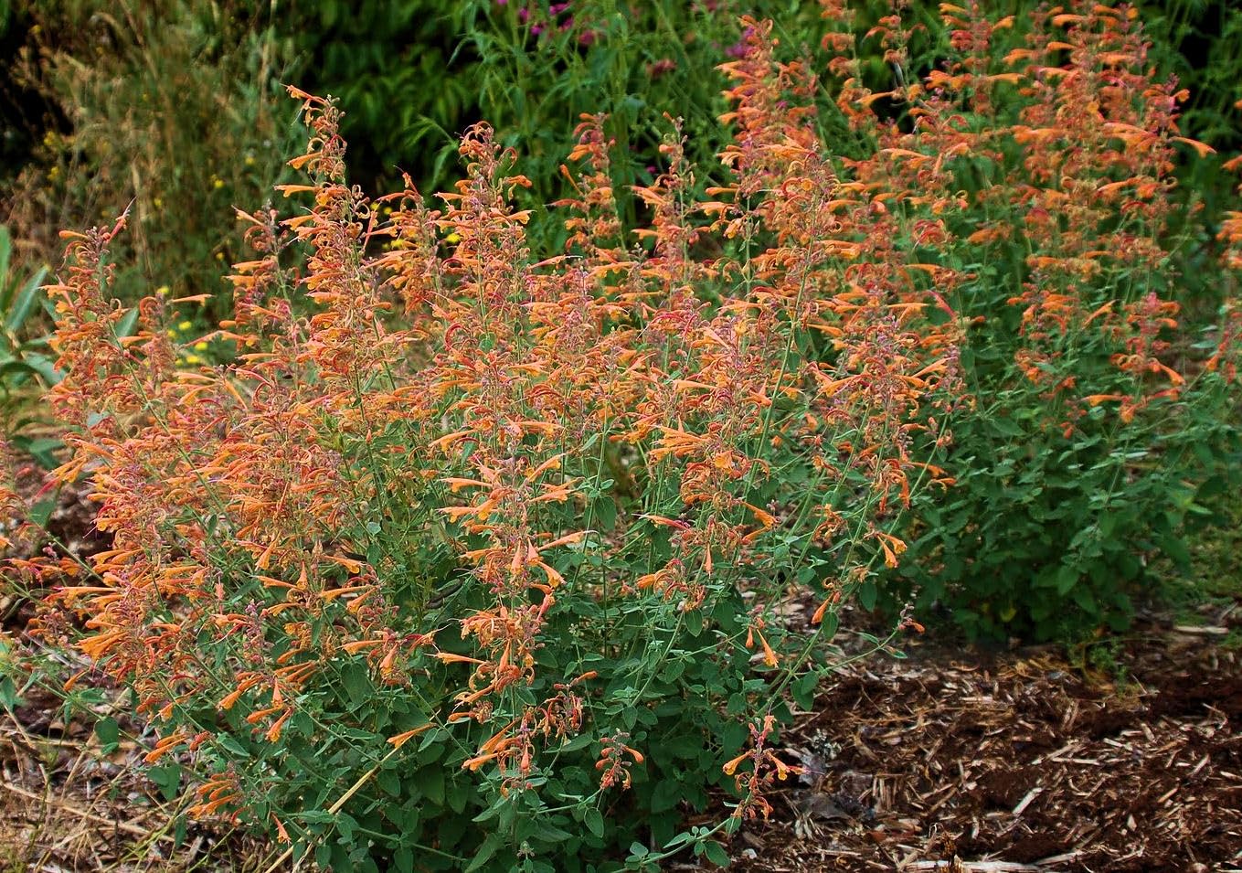 Agastache Apricot Sprite Seeds, Hummingbird Mint, Orange Tubular Flowers, Drought-Tolerant Perennial, 50 Count