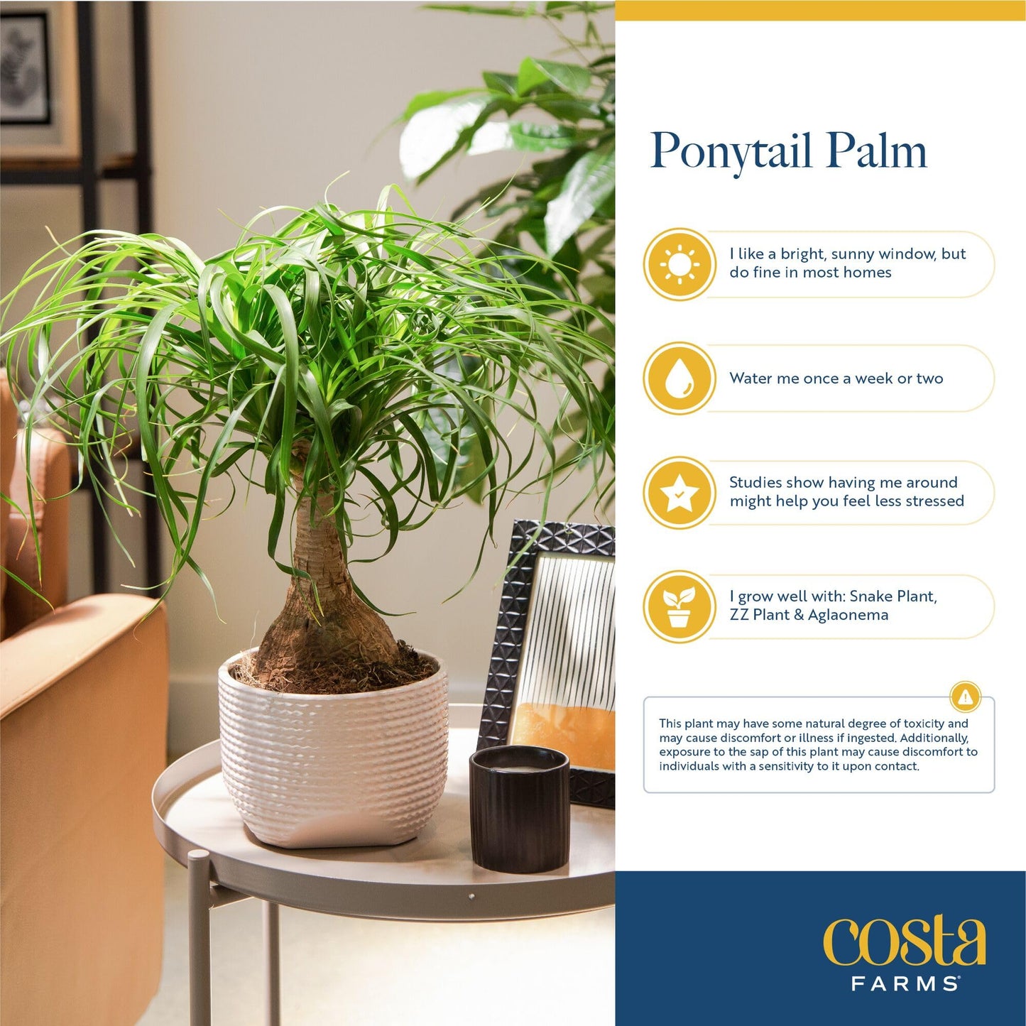 Costa Farms Ponytail Palm Live Plant in Decorative Pot, Easy to Maintain Indoor Houseplant, Perfect for Home, Room, or Office Decor, Great House Warming or Birthday Gift, 12-24 Inches Tall