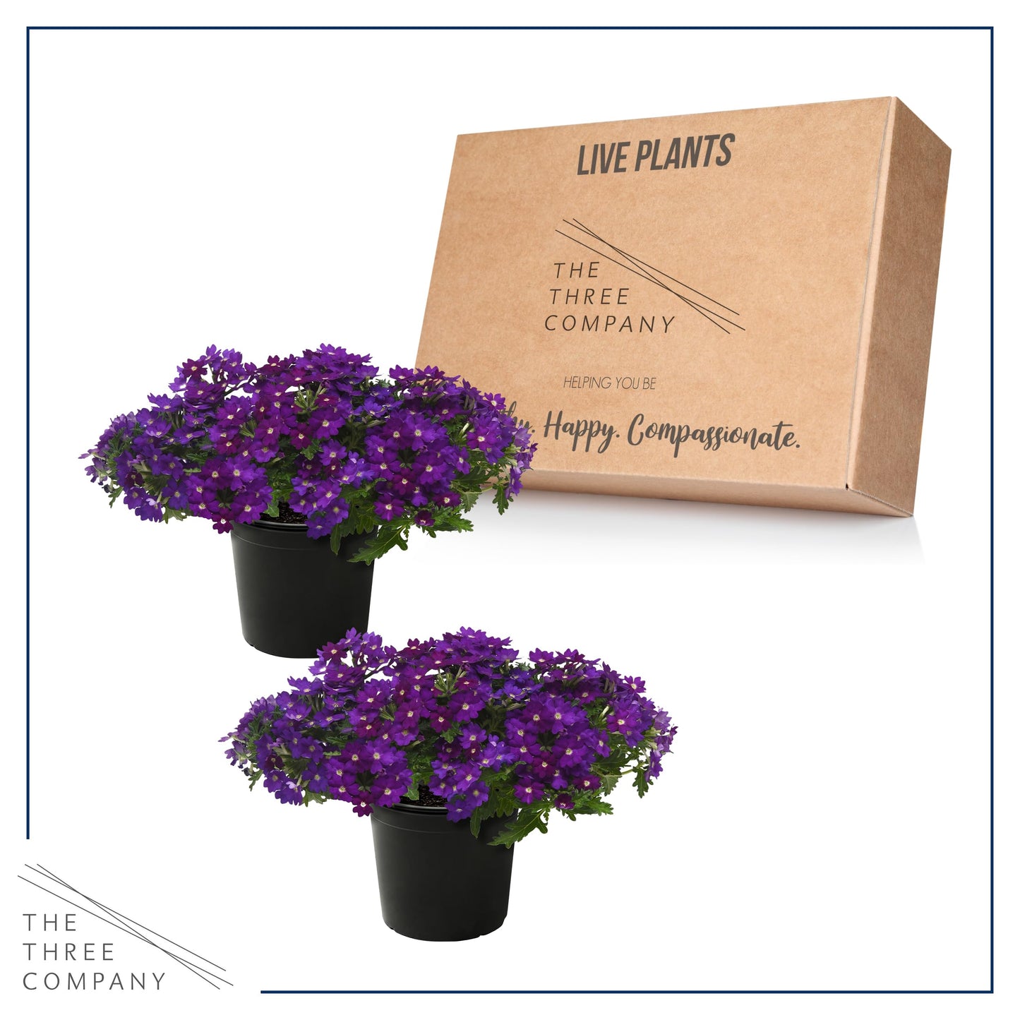 Live Flowering Verbena - Popping Purple (2 Plants Per Pack) - Healthy Flowering Plant - Beautiful Spring Color - 10" Tall by 5" Wide in 1Qt Pot