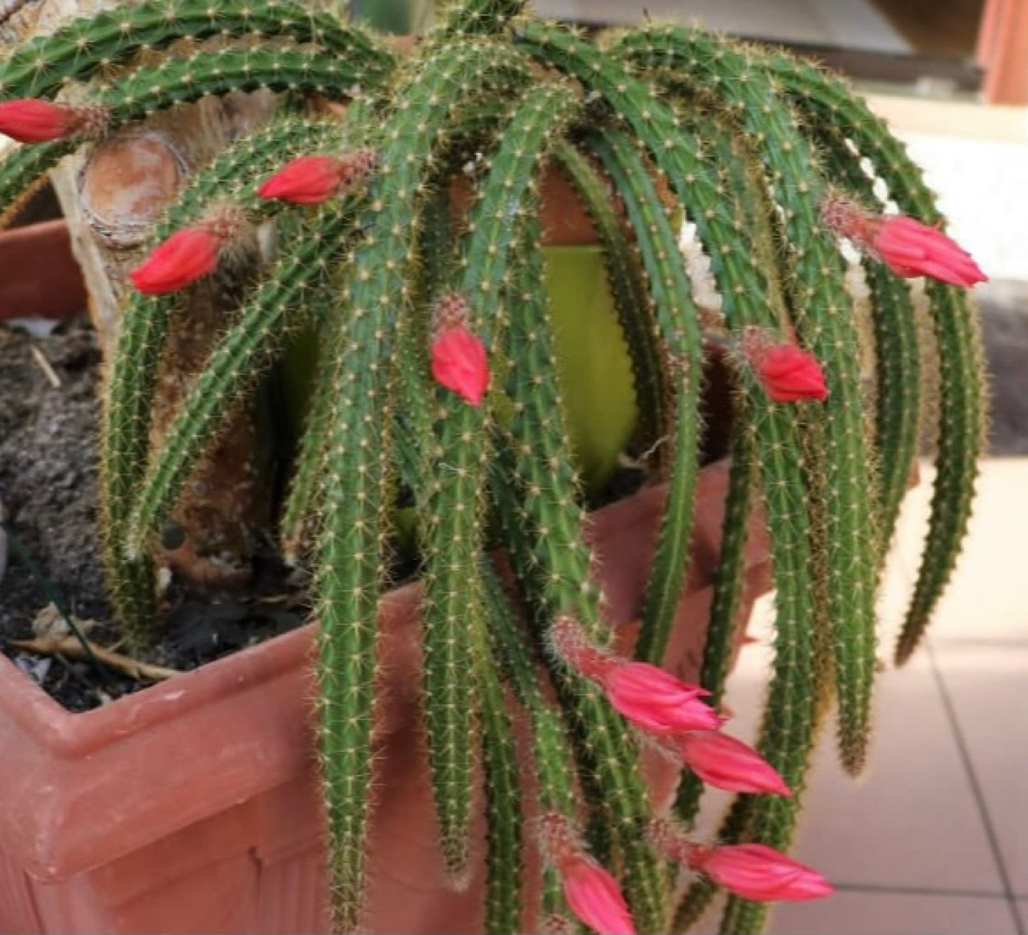 4" Rat Tail Cactus Rare Live Cactus Succulent Fully Rooted-Aporocactus Flagelliformis Live Plant. Easy to Grown Indoor/Outdoor.