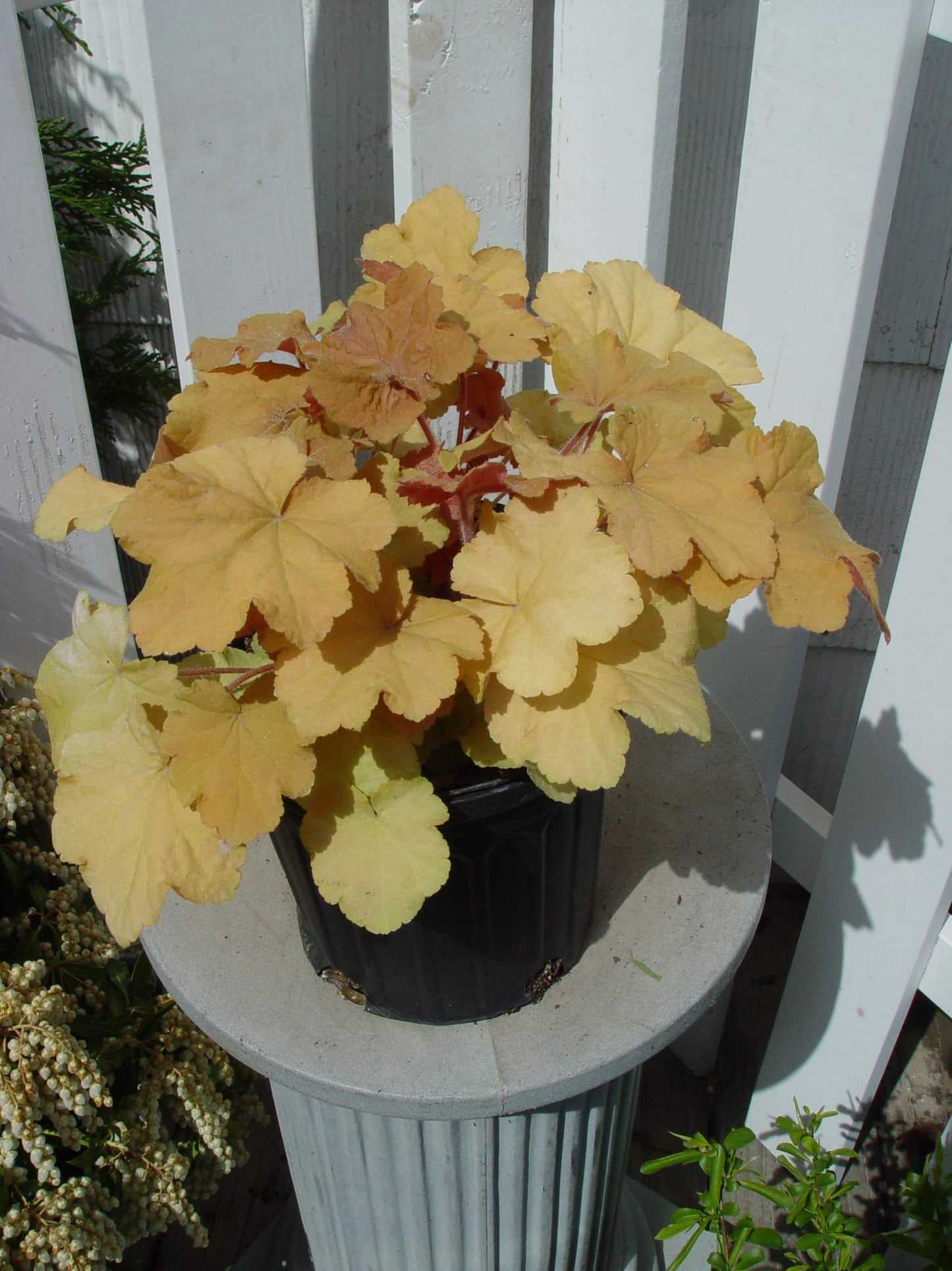 Heuchera villosa 'Caramel' (Coral Bells) Perennial, peach-yellow foliage, 1 - Size Container