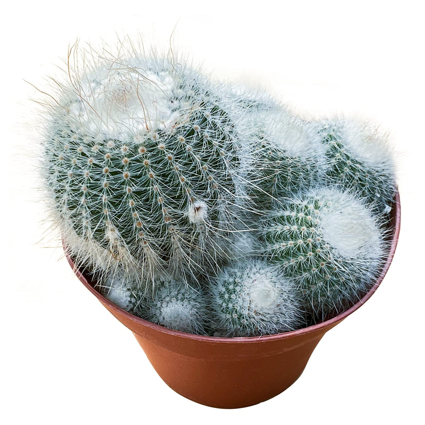 Sprout N Green Silver Ball Cactus, 1 Pack Live Parodia scopa Cactus Plant Rooted in 4in Nursery Pot, Indoor Outdoor Office Home Holiday Décor