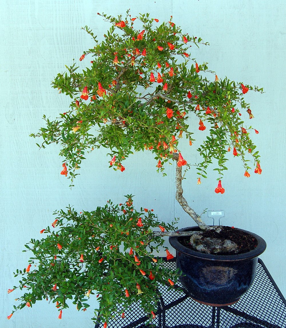 Dwarf Pomegranate Plant - Punica - Bonsai/Houseplant/Outdoors - Edible - 4" Pot