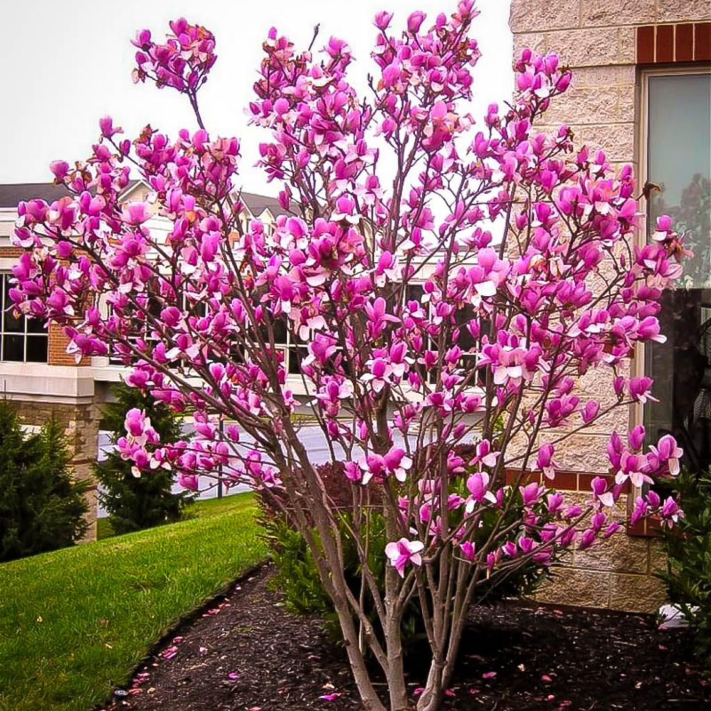 Ann Magnolia Tree Live Plant 6 to 12 Inch Height, Fragrant Magnolia Plant Live to Grow, Magnolia Bush Flowers in 3 Inch Pot