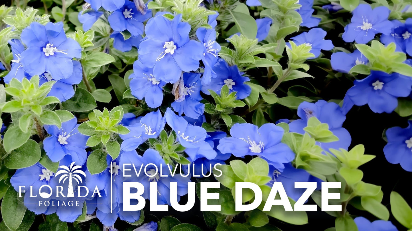 Blue Daze | 2 Large Trade Gallon Size Plants | Evolvulus Glomerata | Ground Cover, Heat Tolerant, Drought Tolerant, Low Maintenance, Perennial Blooms, Garden Border, Summer Flowers, Easy Care