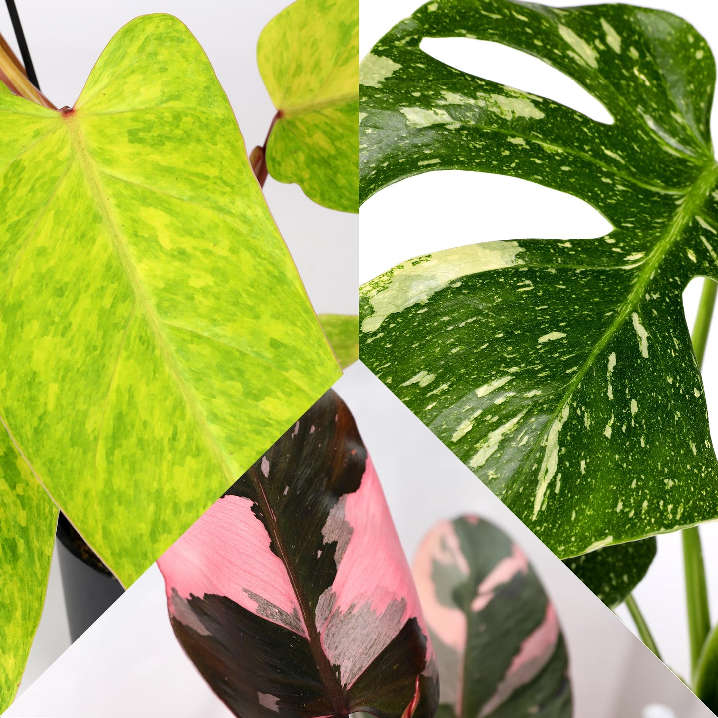 Green Circle Growers 6P Assorted Foliage, Grower Pots, Live Plants