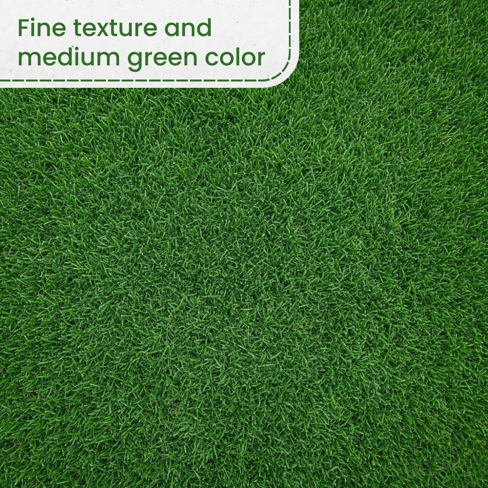 Set 20000 Emerald Zoysia Grass Seeds, Zoysia Grass Seeds for Lawn, Dense Green Grasses for Front Yard, Backyards, Ground Cover and Landscape