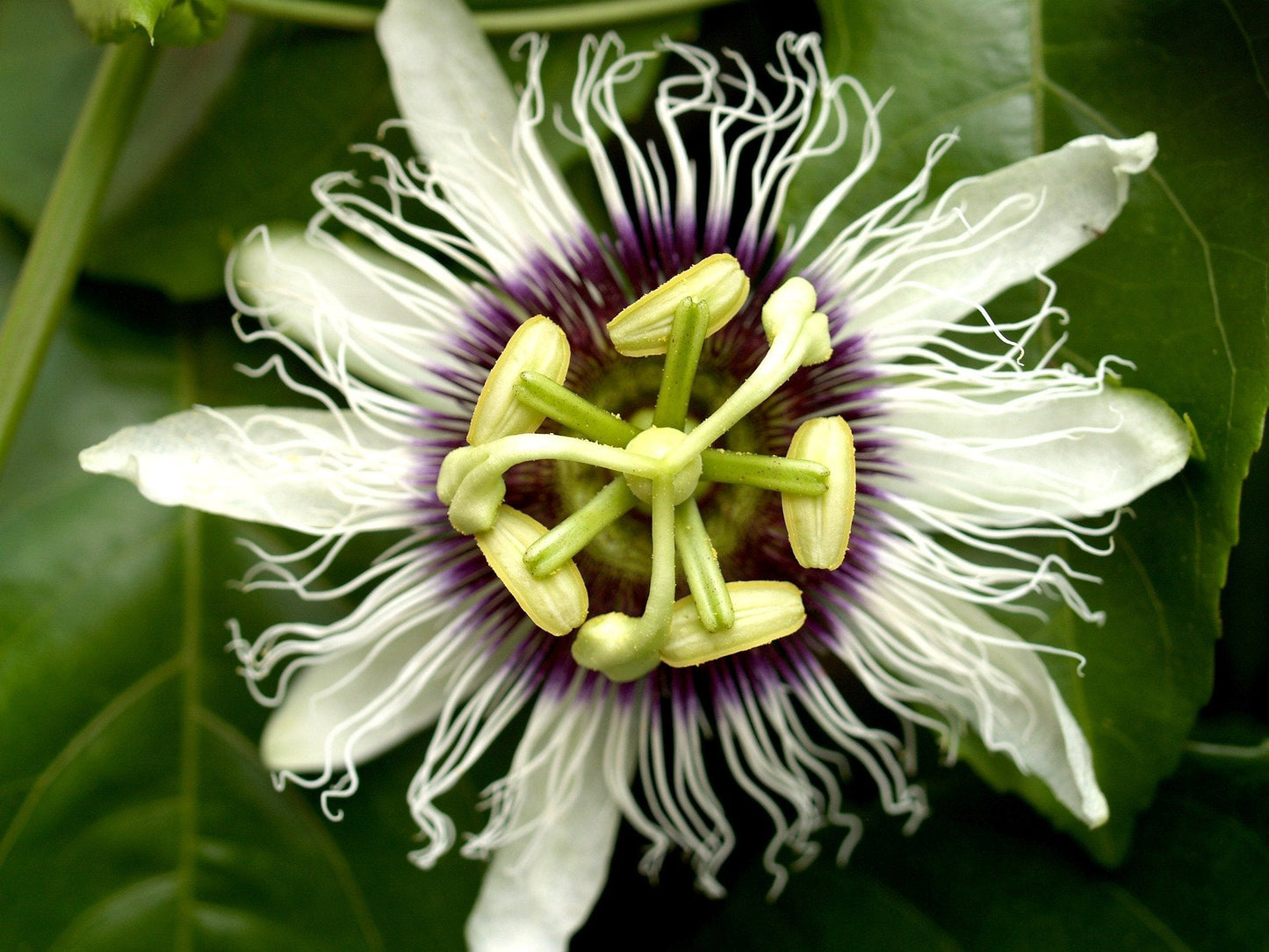Easy to Grow Passion Flower Edulis Frederick 1 Plant - Potted Vine in Quart Grower Pot, Summer Purple & White Blooms in Sun (Passiflora)