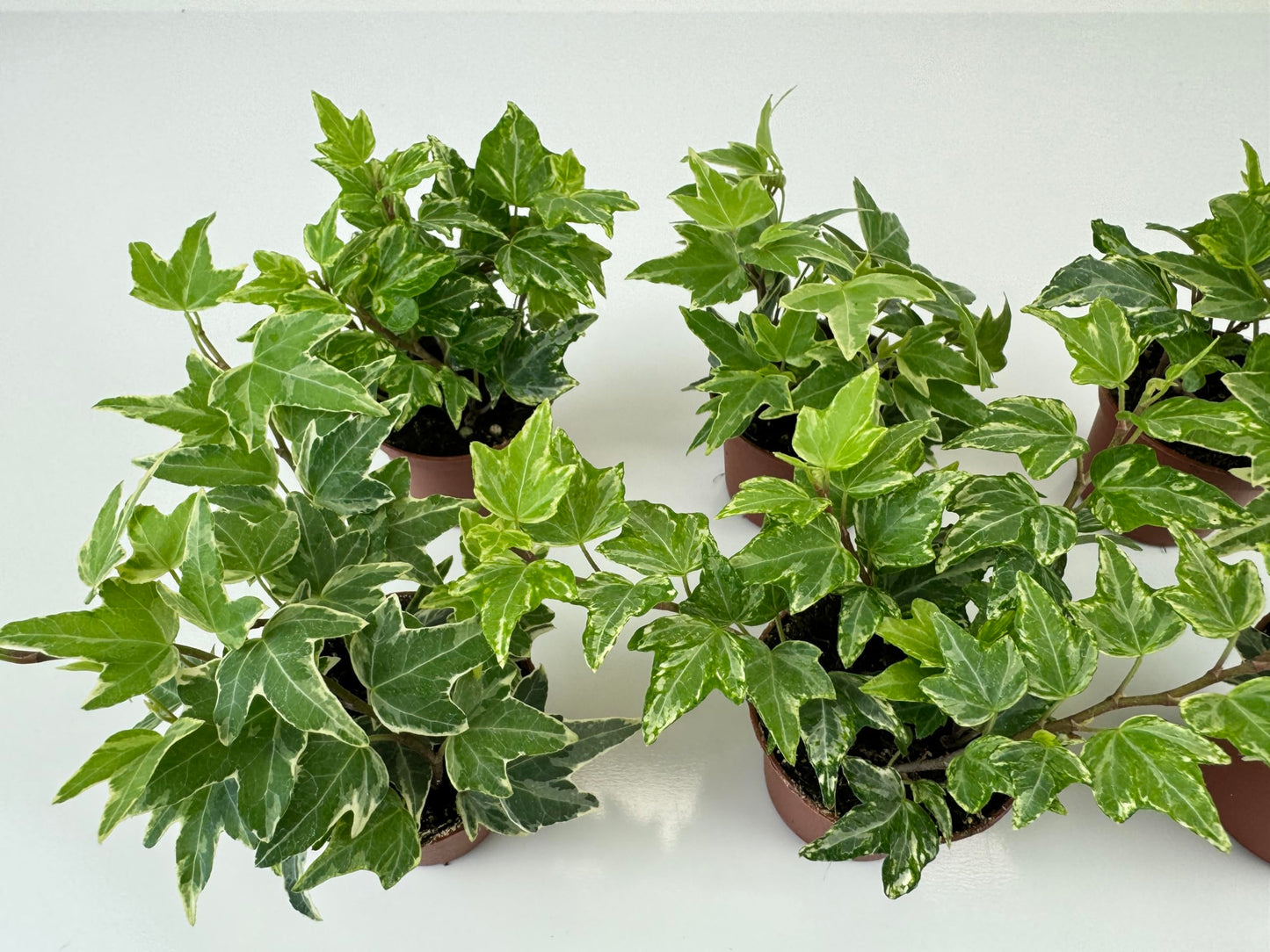Variegated English Ivy (6 Plants) (2" Mini Pots/Starter Plants) 'Hedera Helix' | Terrariums | Fairy Gardens | Ground Cover