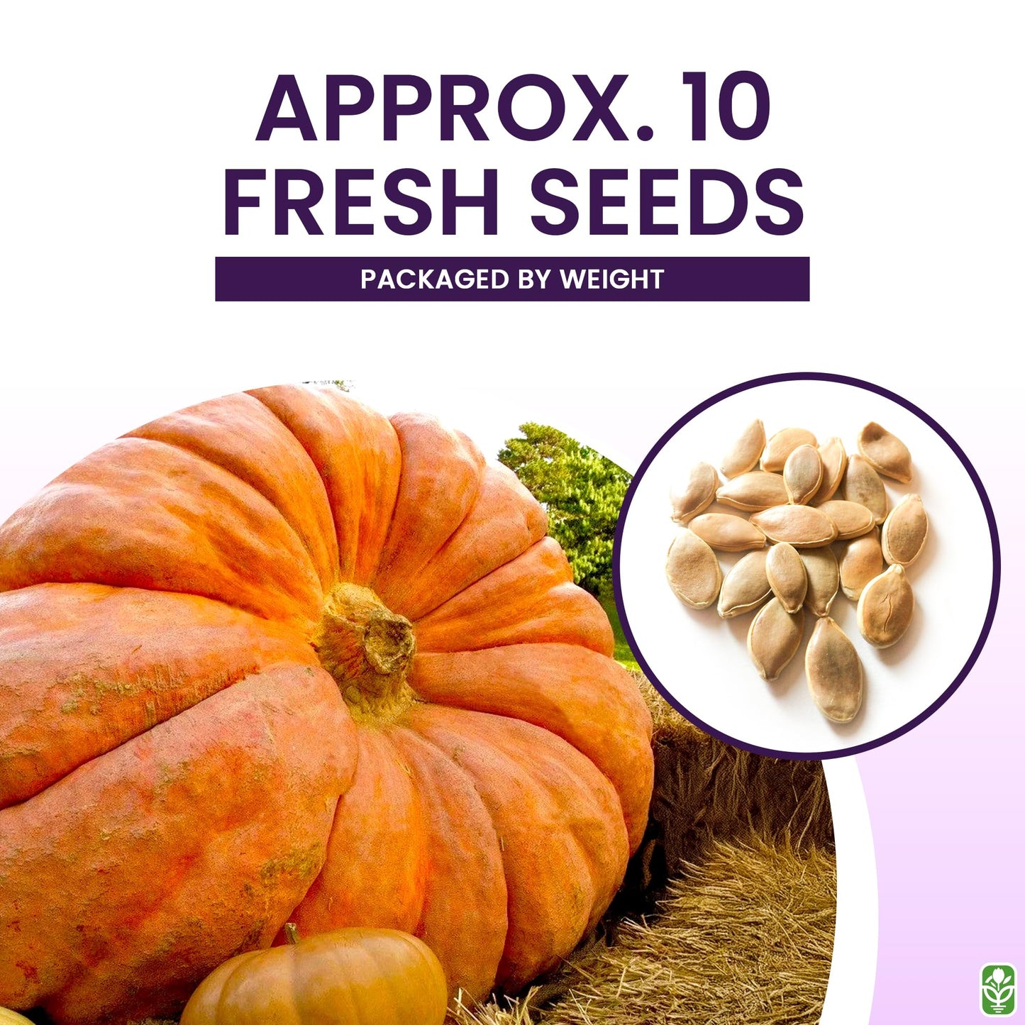 Giant Pumpkin Seeds for Planting – 10 Dill’s Atlantic Seeds for Record-Breaking Pumpkins! – Vegetables for Outdoor Planting – Grown in The USA