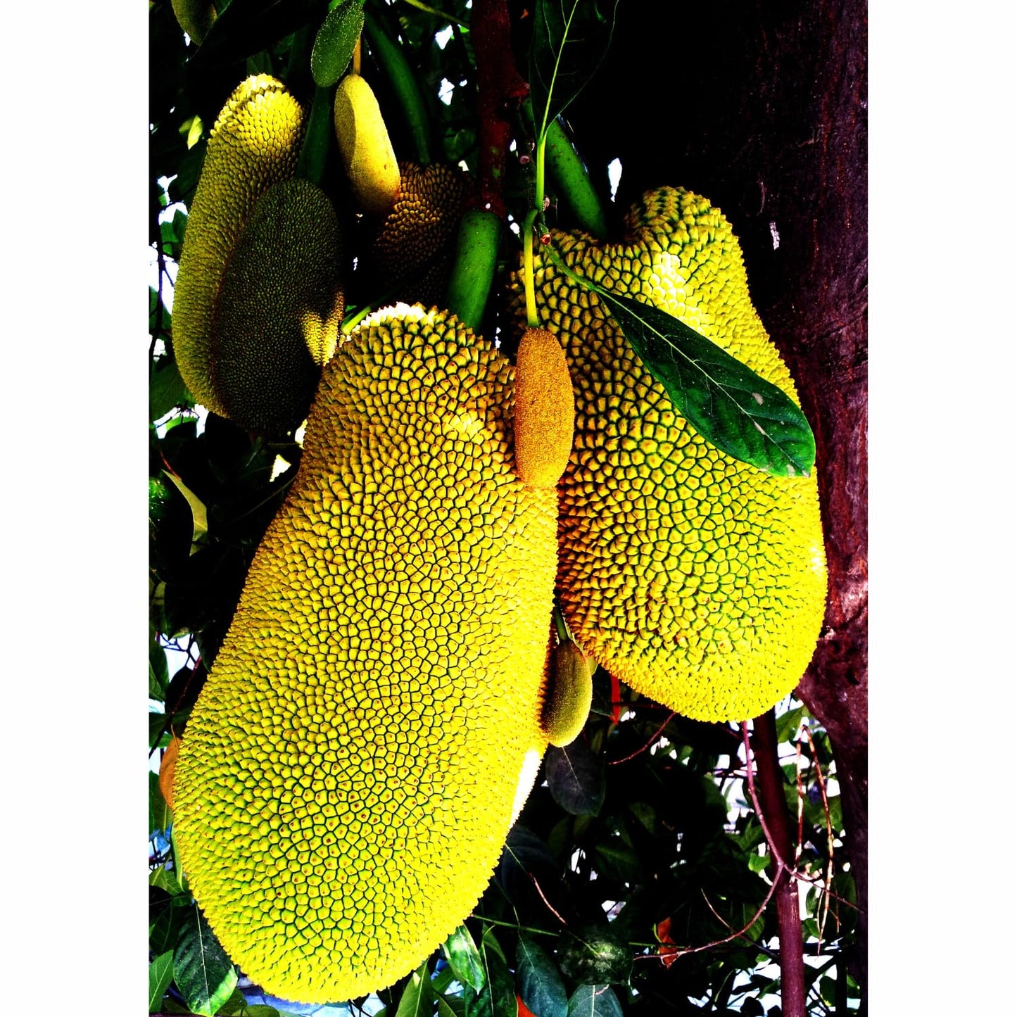 15 Jackfruit Seeds for Planting, Tropical Jackfruit Tree Seeds Indoor Outdoor