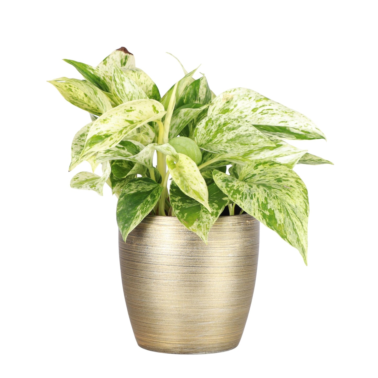 Thorsen's Greenhouse Marble Queen Pothos, Live Indoor Plant, Easy to Grow, Rare Variegated Houseplant, Natural Air Purifier, 4-inch Diameter Pot (Gold)