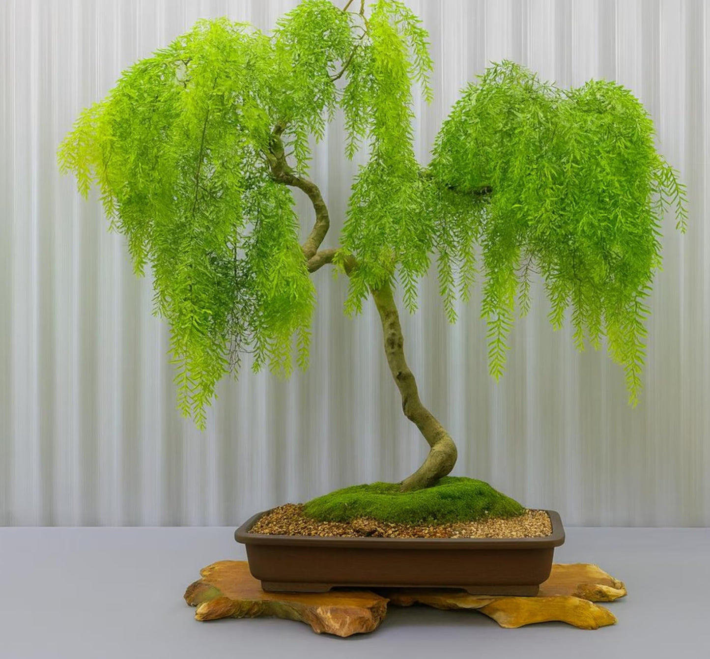 Dwarf American Weeping Willow Bonsai Tree Cutting to Grow - Fast Growing, Indoor/Outdoor Bonsai Material