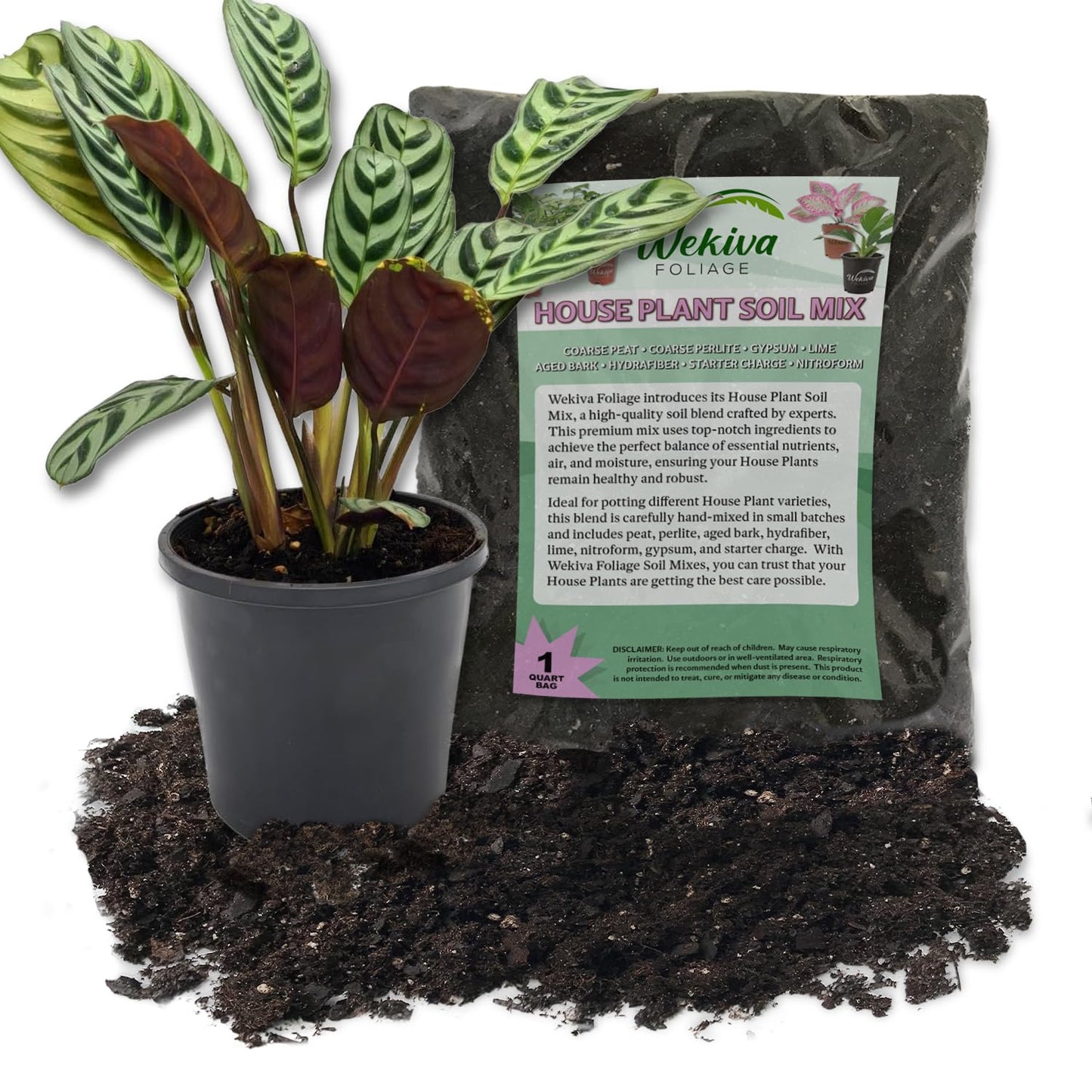 Calathea Burle Marxii Prayer Plant and Soil Mix Combo - Live Plant in a 4 Inch Pot with 1 Quart HousePlant Soil Mix - Calathea Burle Marxii with Custom Soil Blend