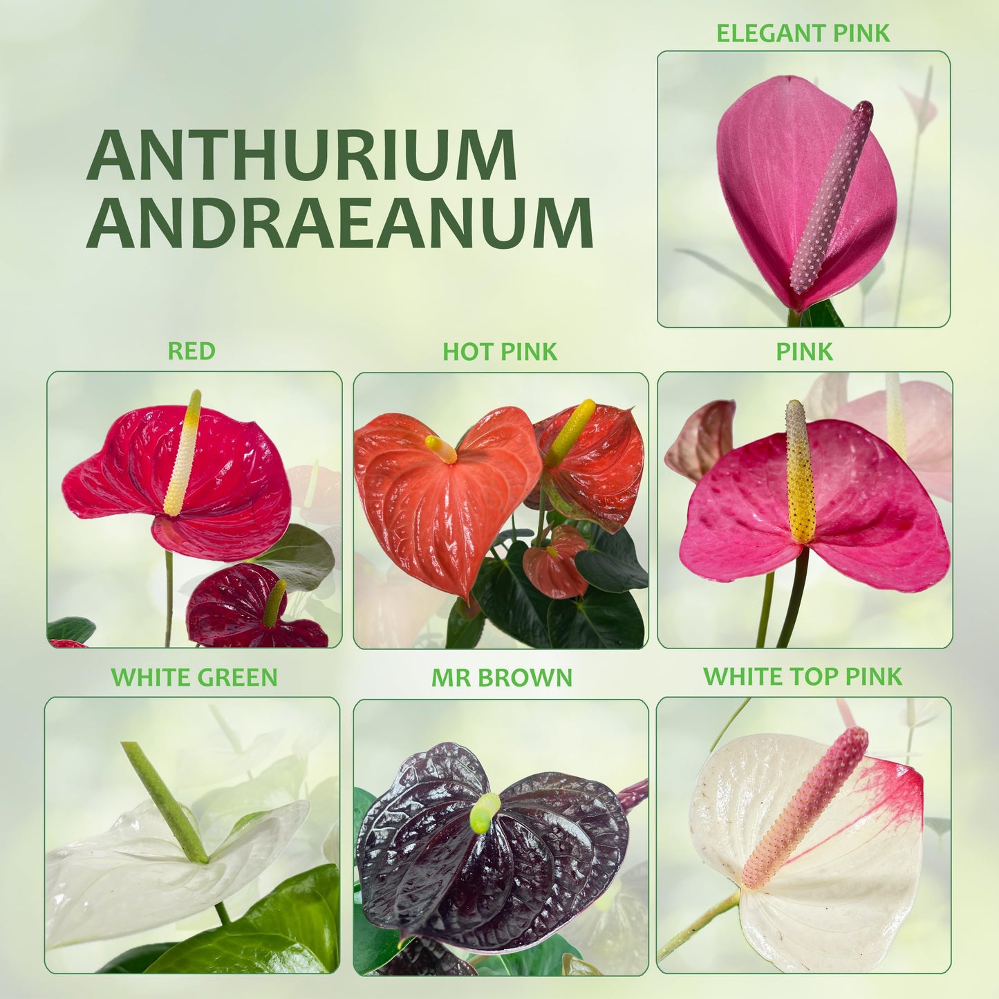 LEAL PLANTS ECUADOR Anthurium Andraeanum White Green Live Plant (Pack of 2) Easy Care, Air-Purifying Indoor Plant for Wellness & Home Decor, Office Desk, Unique Sustainable Gift