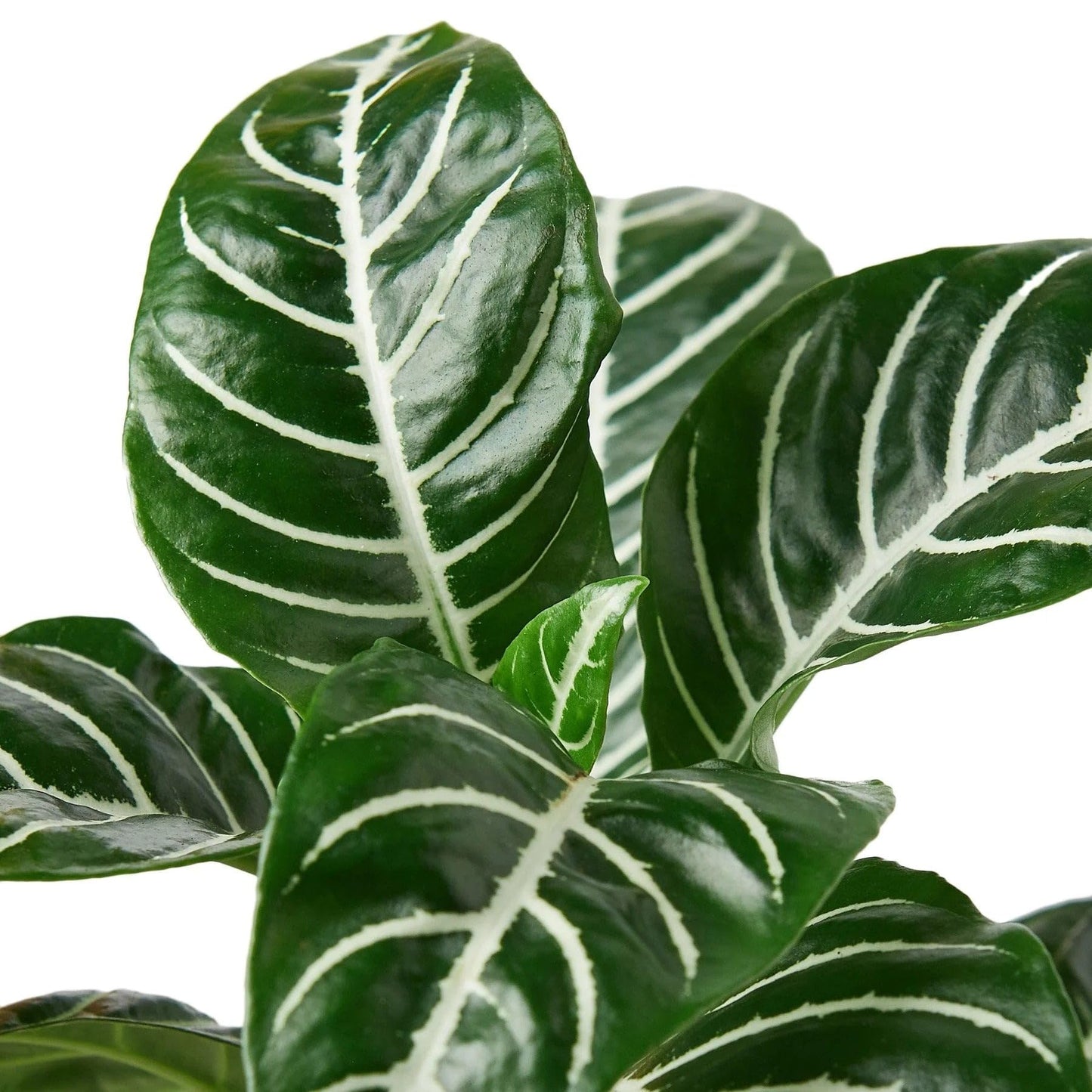 Zebra 'Aphelandra' | Live Plant for Indoor & Outdoor | for Living Room, Office, Bathroom | (4" Pot)