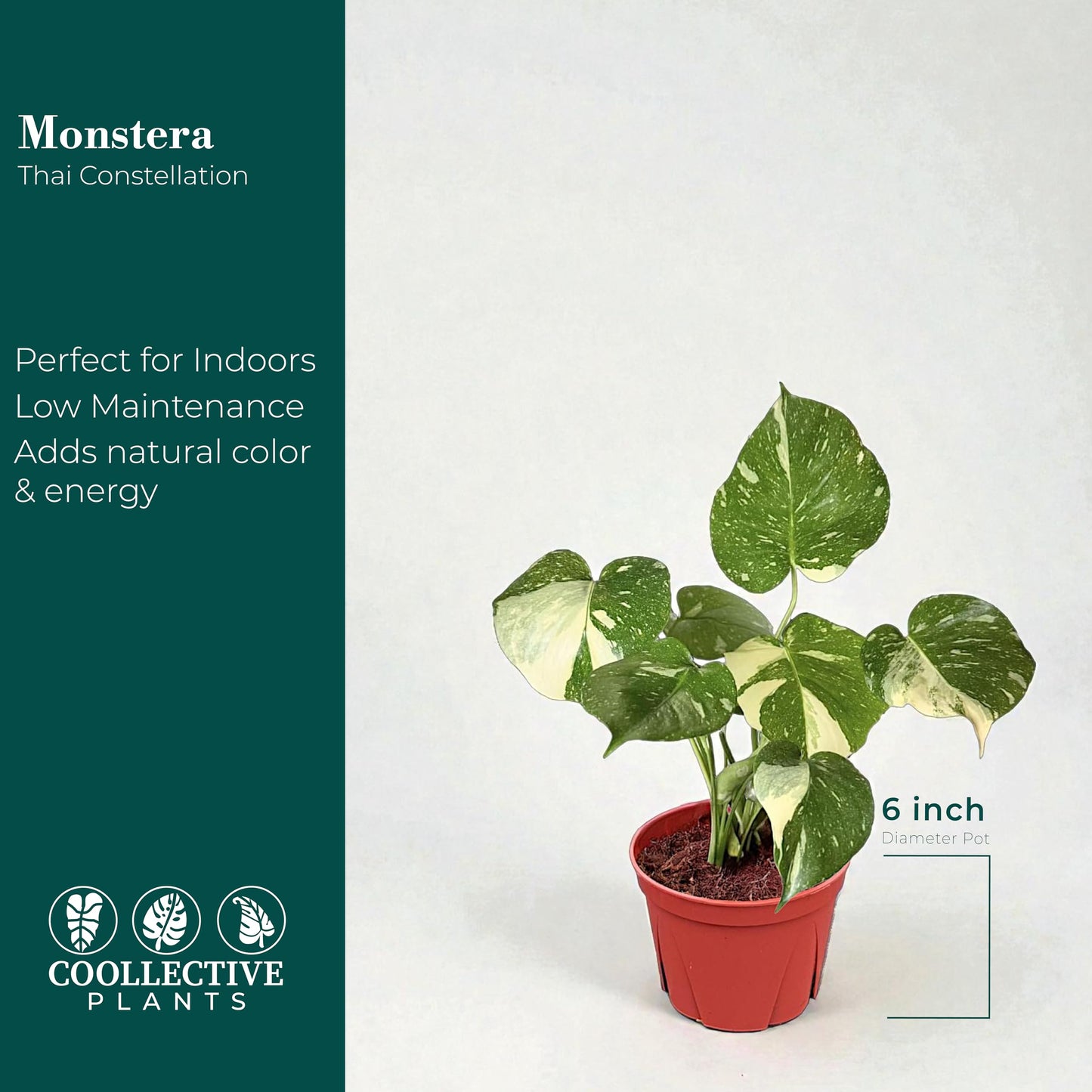 CoollectivePlants Monstera Thai Constellation – Live Variegated Indoor Plant in 6″ Grower Pot, Easy Care Tropical Houseplant, Thai Constellation Monstera for Home or Office Décor