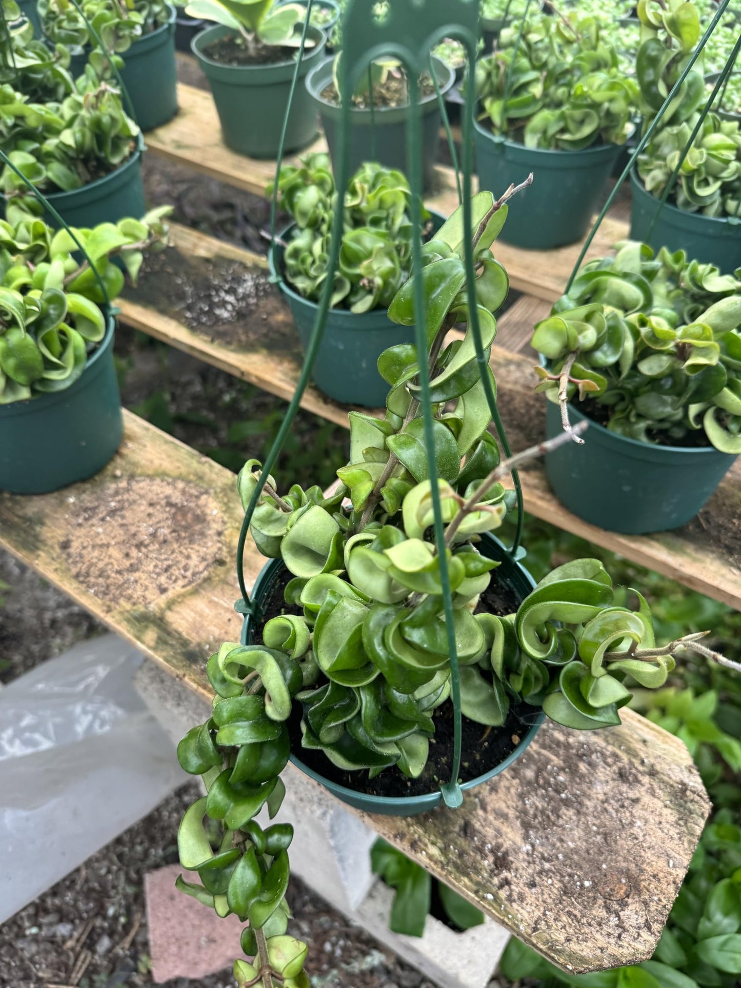 Hoya Hindu Rope (Carnosa Compacta) Healthy Rooted Plants in a 6in Hanging Basket Easy to Take Care