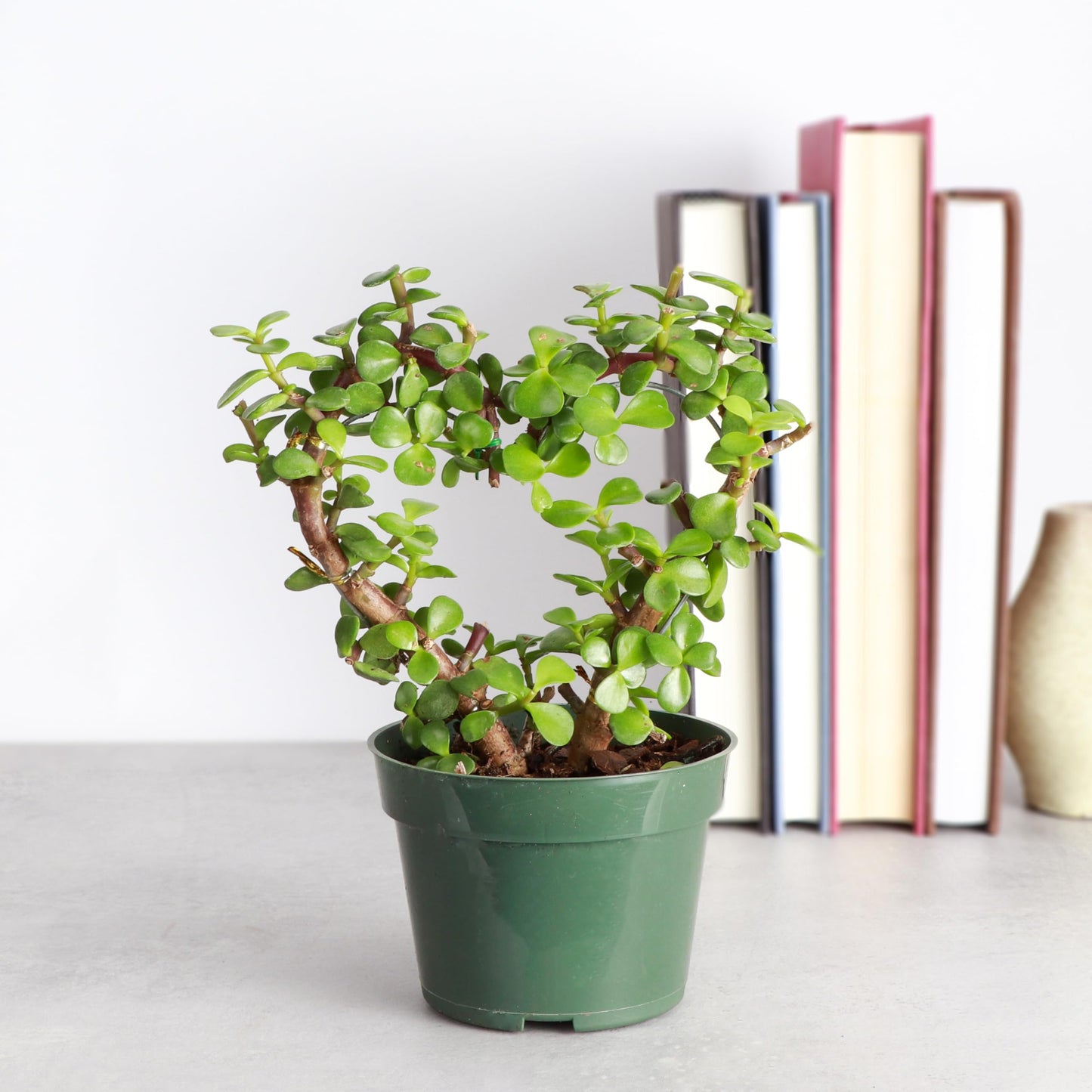 Thorsen's Greenhouse, Heart-Shaped Jade Bonsai Plant, Live Indoor Plant, Gift, Succulent Plant, 4-inch Diameter Pot (Nursery Pot)
