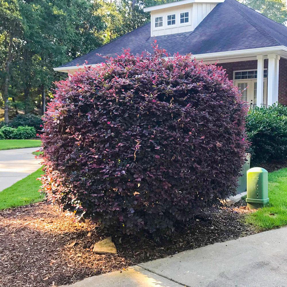 Ruby Loropetalum 'Chinese Fringe Flower' 2.5 Quart - Live Outdoor Evergreen Shrub - Pink Flowering Hedge
