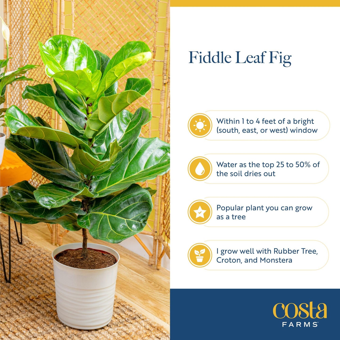 Costa Farms Baby Fiddle Leaf Fig Live Plant in Decorative Pot, Indoor Houseplant, Perfect for Home, Room, or Office Decor, Great House Warming or Birthday Gift, 12-18 Inches Tall