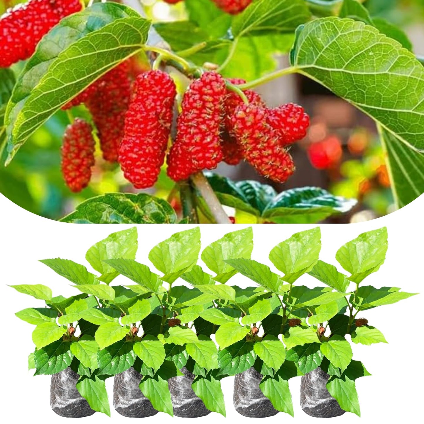 Mulberry Tree Live Plant, 5 to 8 Inch Tall, Sweet Mulberry Plant Live Seedling, No Pot, Edible Mulberries Fruit Tree Plant (Red Mulberry)
