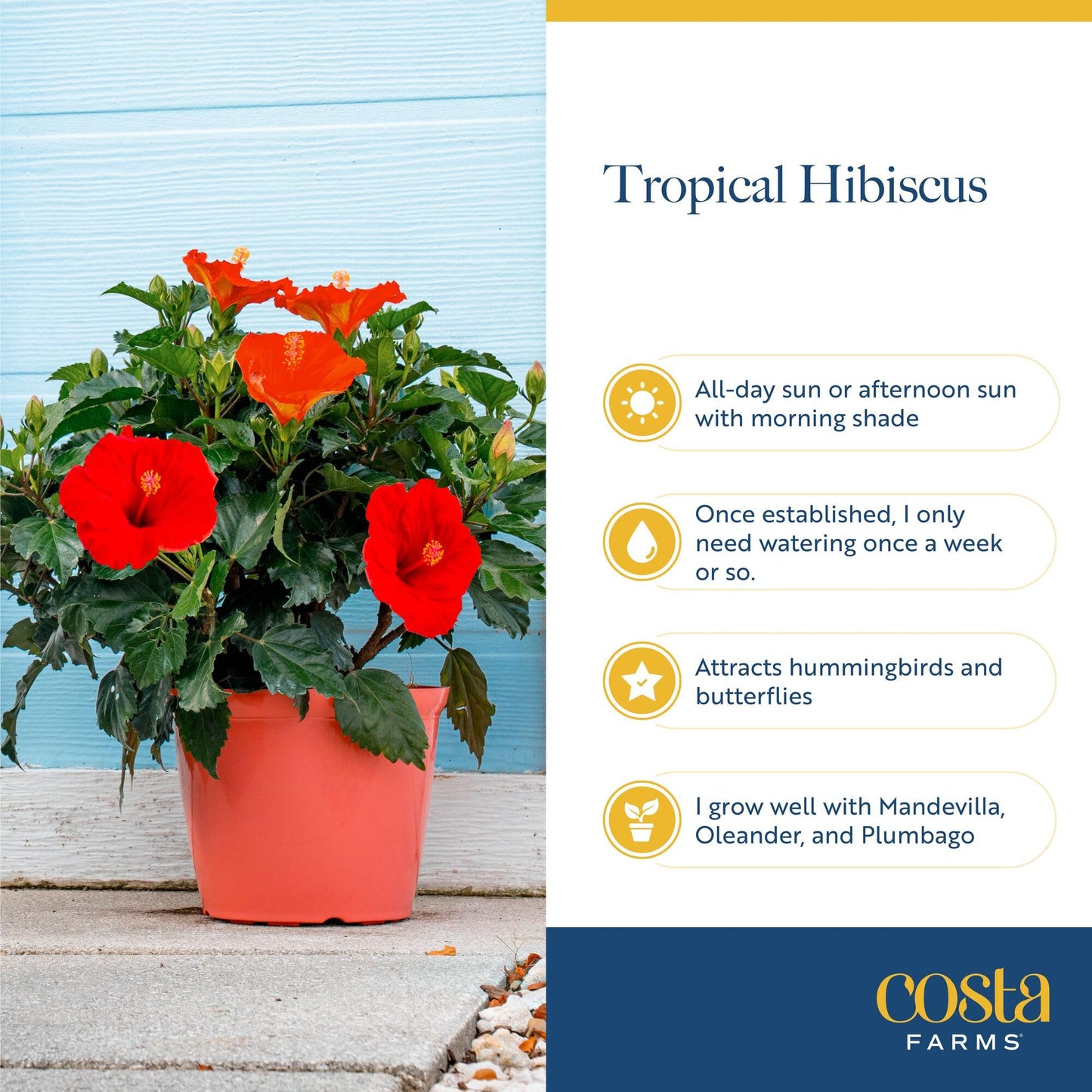 Costa Farms Live Hibiscus Plant - Red Tropical Outdoor Flowering Plant, 1 Gallon Grower Pot, 16-Inches Tall - Real Summer Flowers for Patio, Deck & Garden Decor - Hummingbird & Butterfly Attractor
