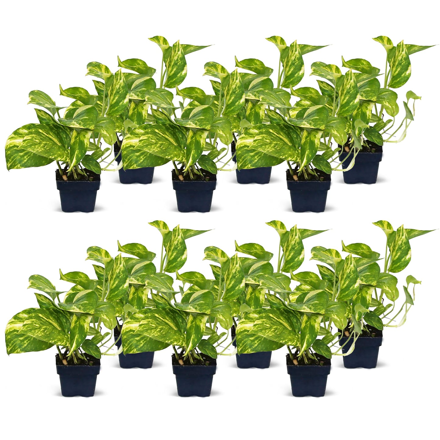 12 Pack Live Golden Pothos, Devil's Ivy Vine, Indoor Trailing Houseplant, Variegated Potted Plant, Sympathy Gift, Live Decor, Birthday Gift, Office Gift, Housewarming Gift in 3" Pot