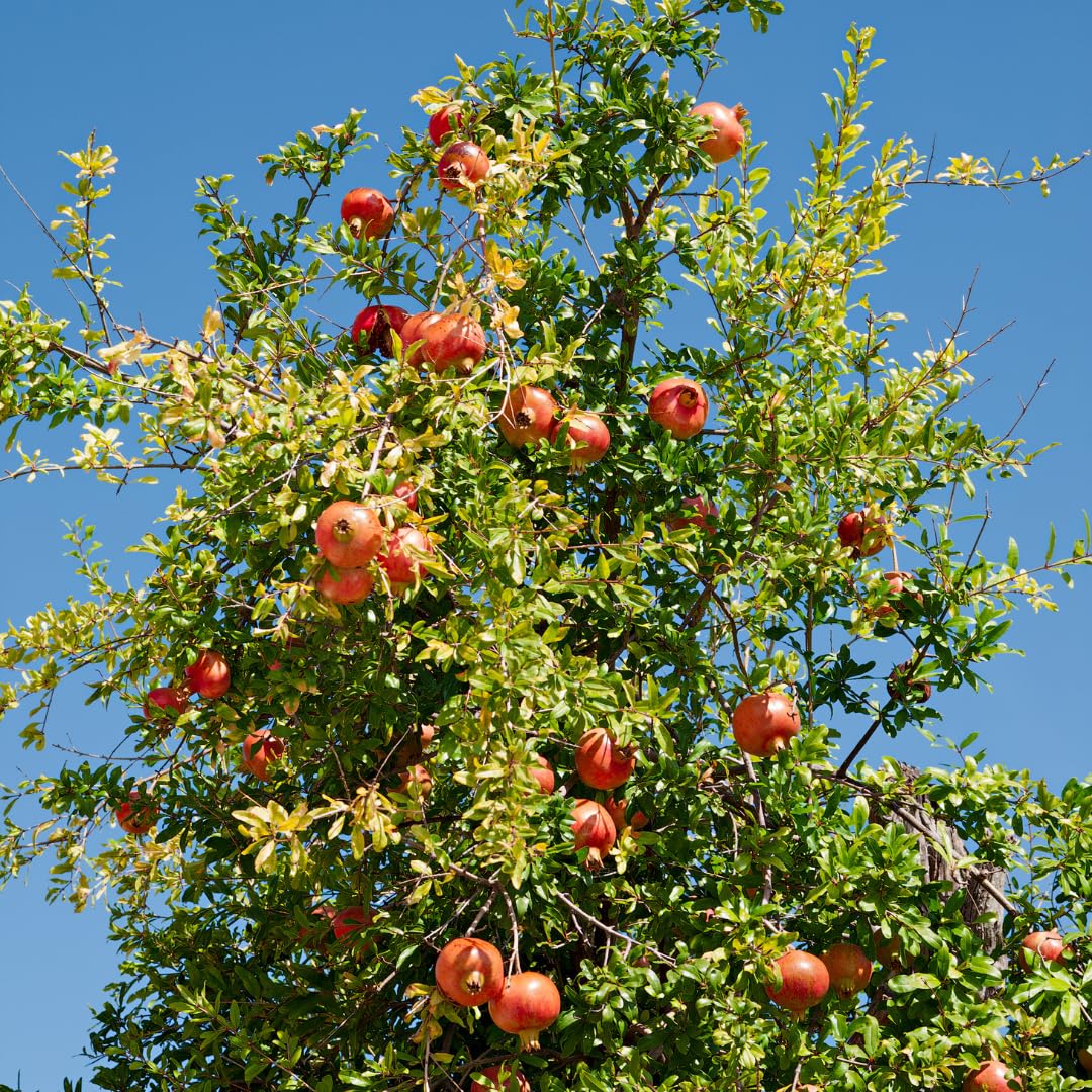 Sweet Red Pomegranate Tree Live Plant Starter Size Seedling in 4" Pot, 1 Year Old Pomegranates Plant for Indoor Outdoor Spring Growing