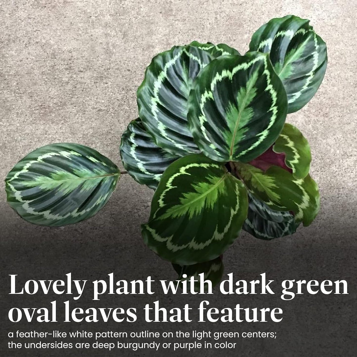 American Plant Exchange Calathea Medallion - 6-Inch with Pot Cover – Live Pet-Friendly Indoor Houseplant with Wavy Green Leaves for Low-Light Homes, Offices, Bedrooms & Shelf Décor