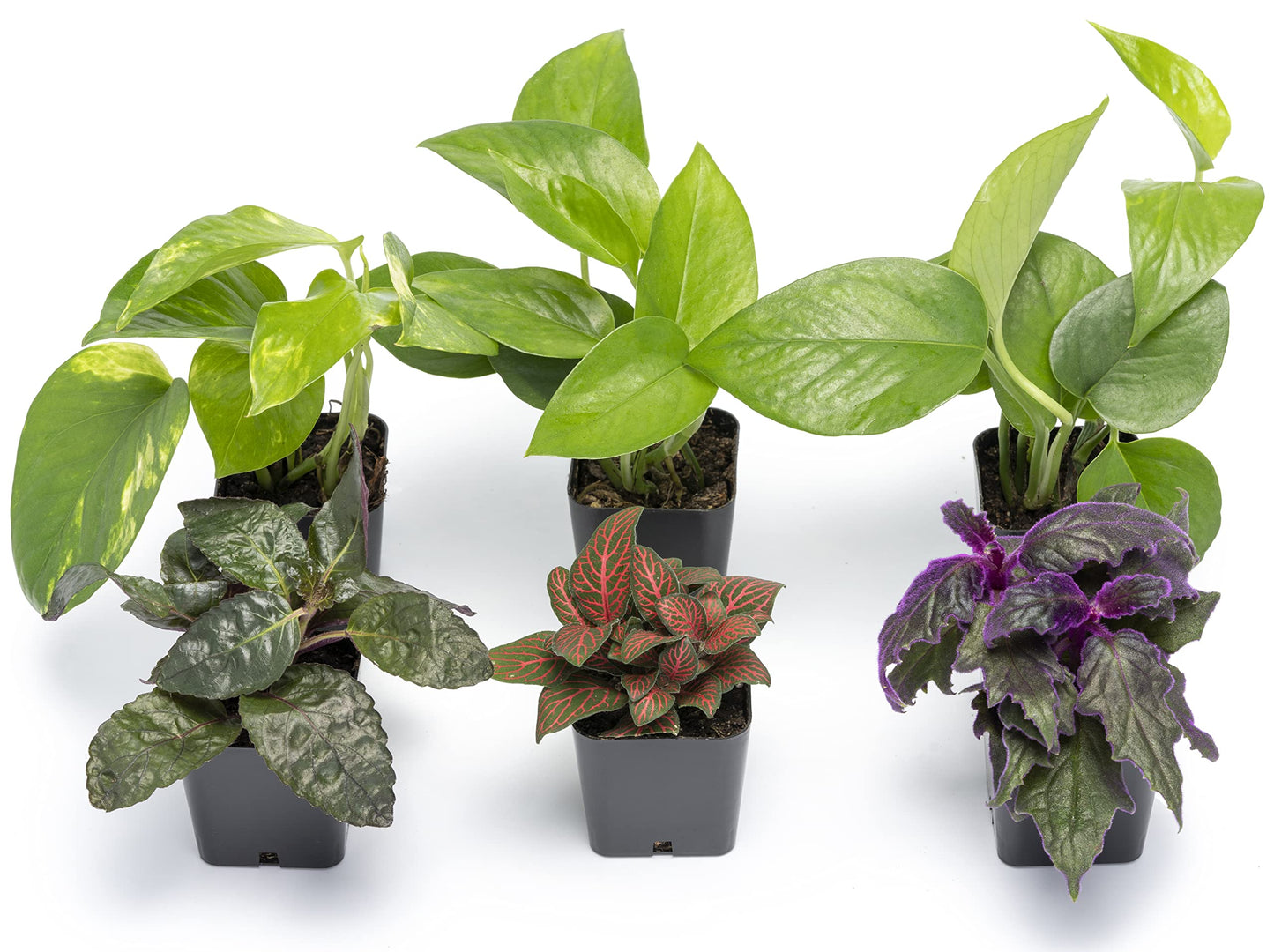 Altman Plants Live Houseplants (6PK), Indoor Plants for Delivery Prime, Live Plants & Essential Houseplant Collection (4PK) Live Plants Indoor Plants Live Houseplants in Plant Pots, Easy House