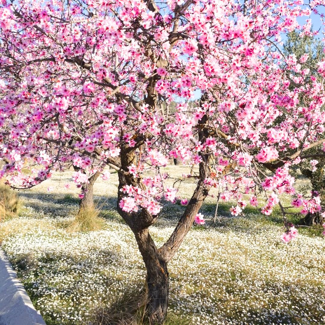 Flowering Almond Shrubs Trees Live Plants in Pot, Well-Rooted Fragrant Flowering Plum Bushes, 8-12 Inches Tall, Ornamental Tree for Outdoor Planting