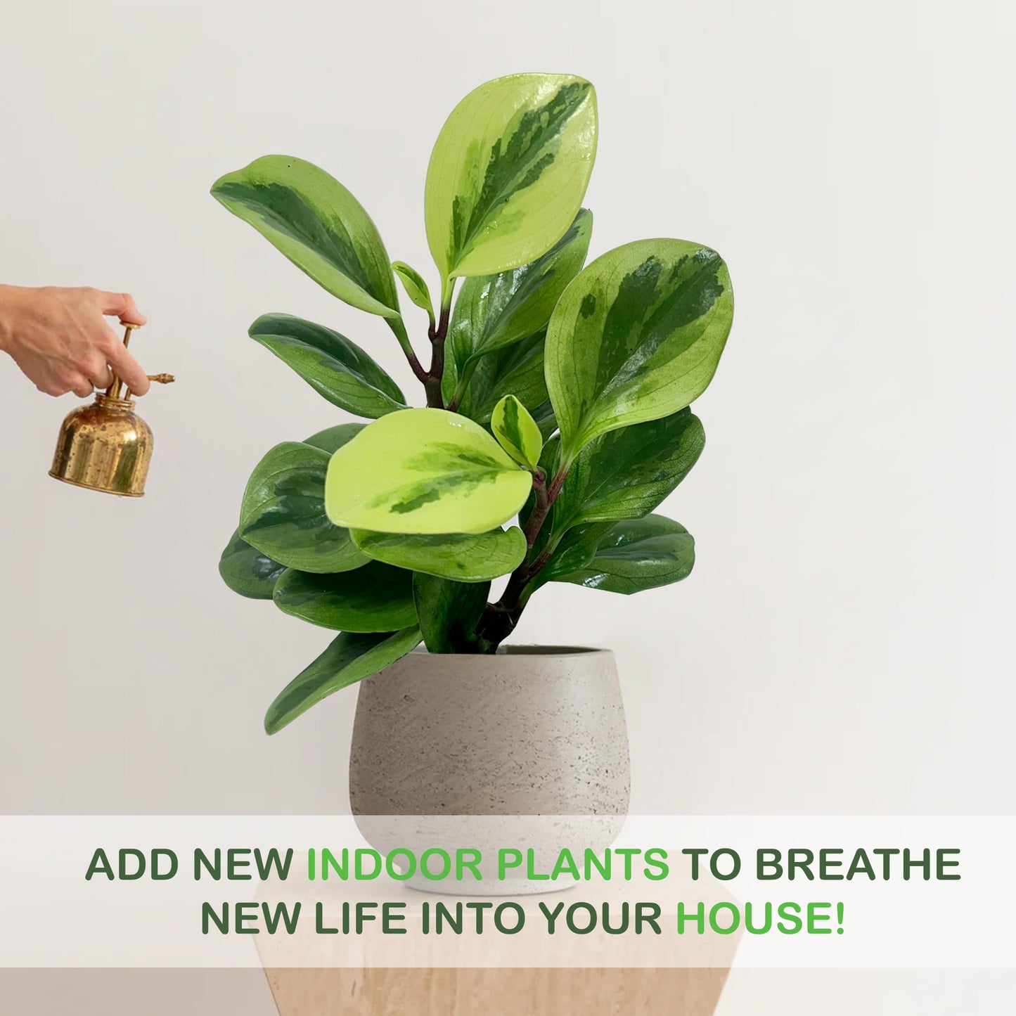 LEAL PLANTS ECUADOR Peperomia Obtusifolia (Pack of 2) Live Indoor Plant, Low Maintenance Compact Houseplant, Natural Air Purifier, Perfect for Home Decor, Unique Gift for Plant Lovers