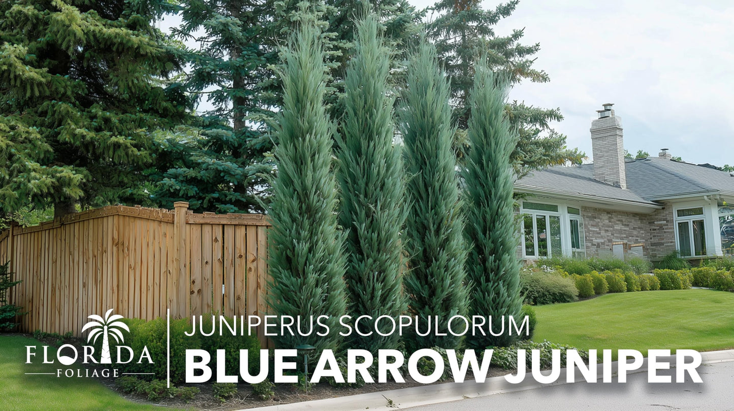 Blue Arrow Juniper | 3 Live 4 Inch Plants | Juniperus Scopulorum | Fast Growing Privacy Screen, Outdoor Evergreen Shrub, Narrow Columnar Shape, Low Maintenance Landscape, Drought Tolerant