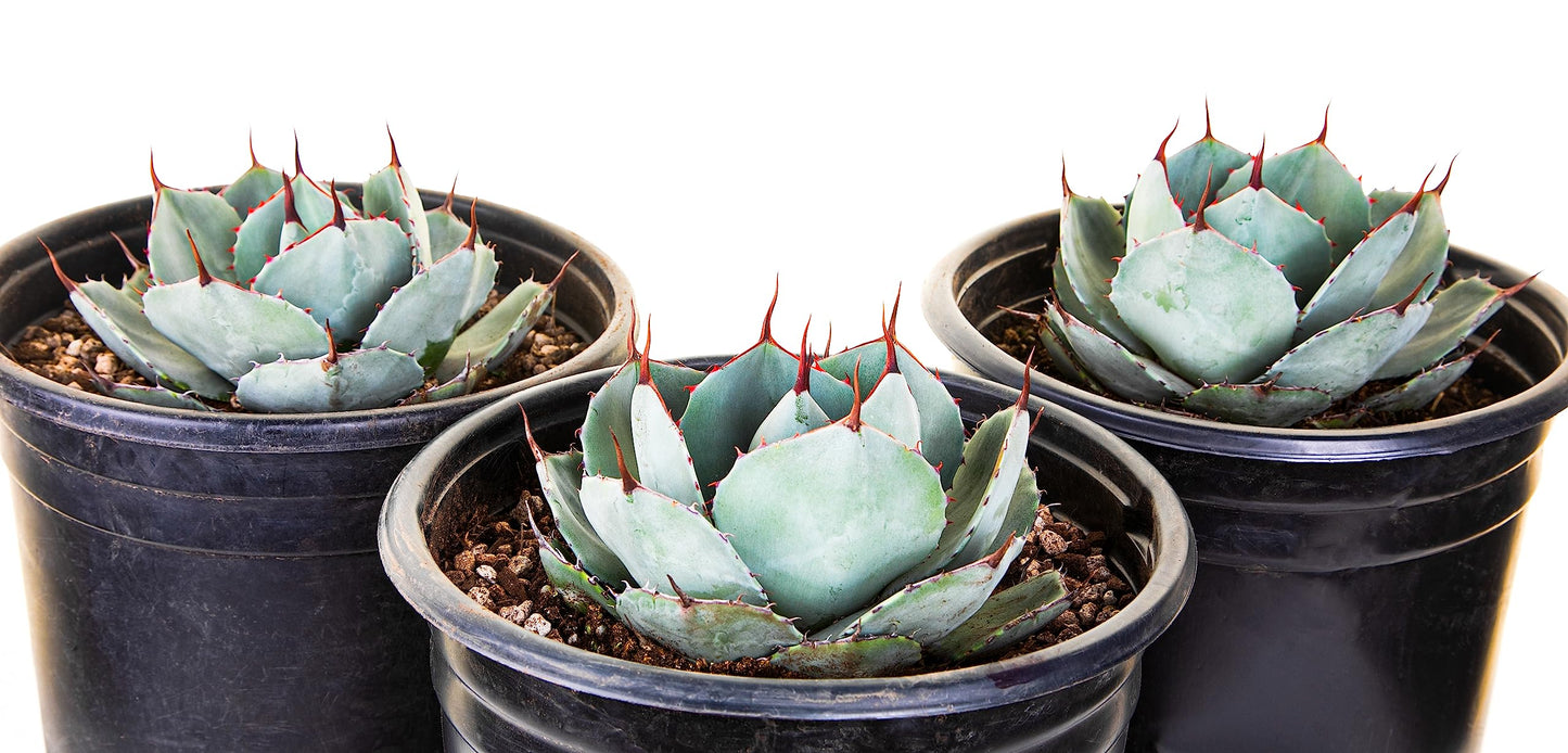 The Cactus Outlet Agave Parryi Truncata