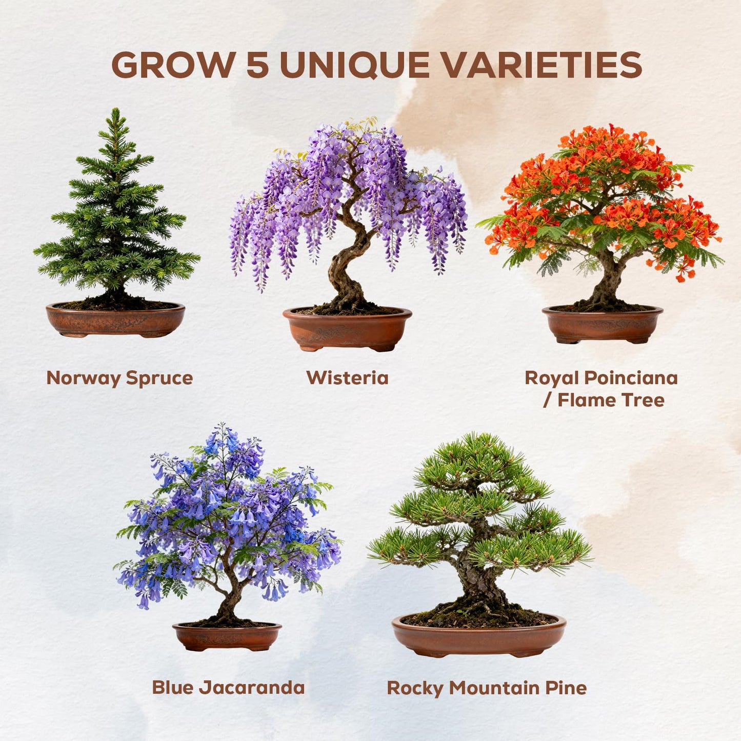 Christmas Gifts & Crafts for Adults - Bonsai Tree Starter Kit with 5 Unique Japanese Trees | Complete DIY Gardening Kit for Birthday | Gifts for Women, Men, Mom, Dad, Plant Lovers