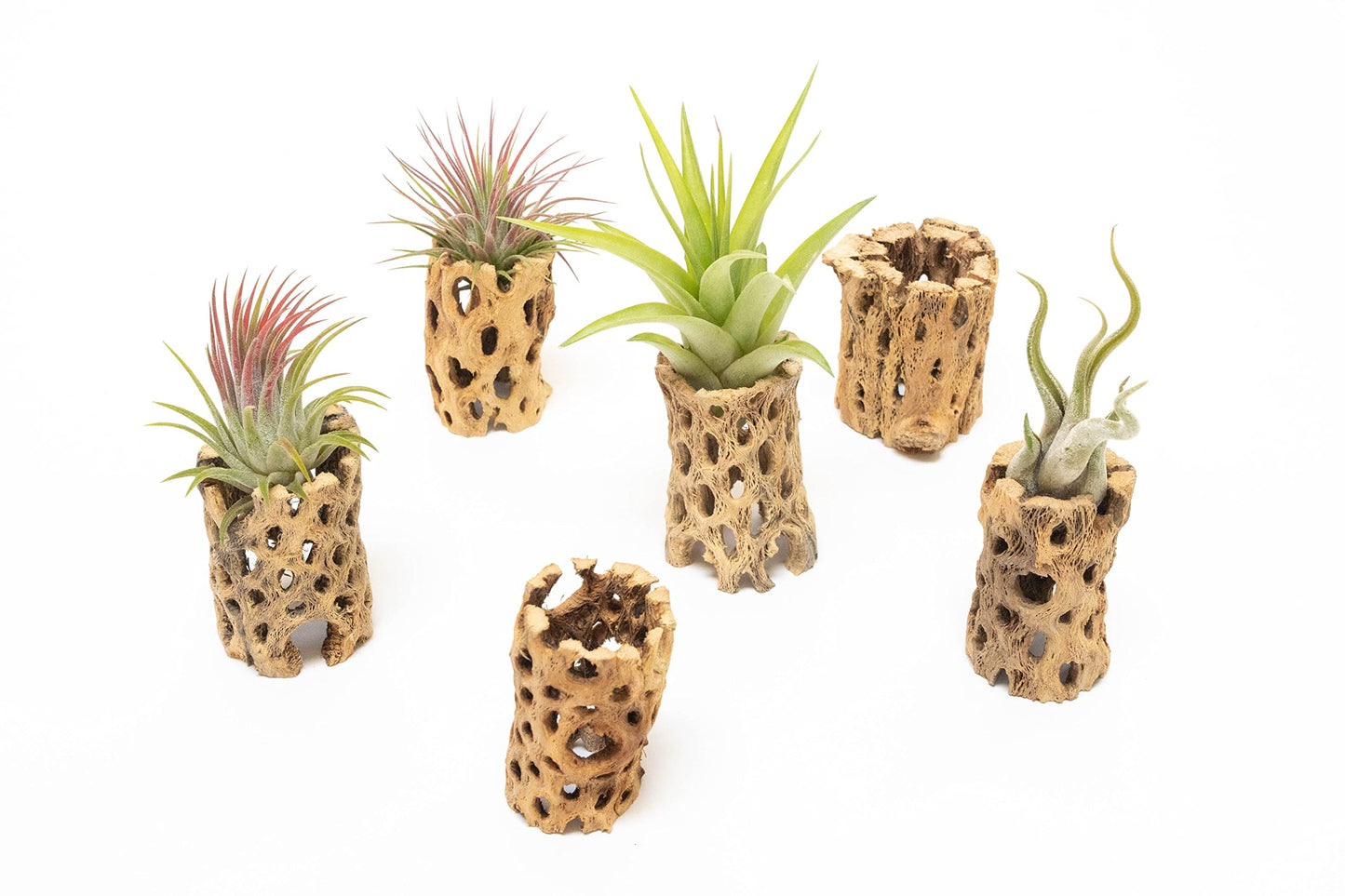 Air Plant Shop 5 Pack 3 Inch Cholla Cactus Holders with Assorted Air Plants- Wholesale and Bulk - Succulents - Live Tillandsia - Easy Care Indoor and Outdoor House Plants