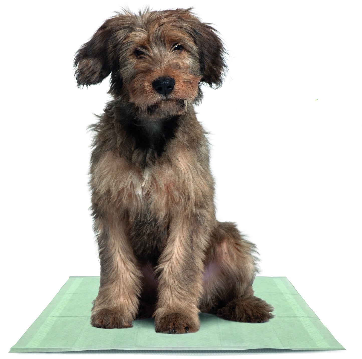 50 x Super Absorbent Puppy Training Pads with Active Charcoal and Super Absorbent Polymer Technology (1-Pack)