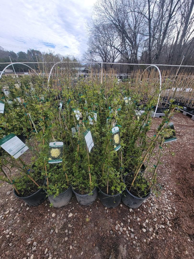 Yellow Lady Banks Climbing Rose - Live Plant - 3 Gallon Pot
