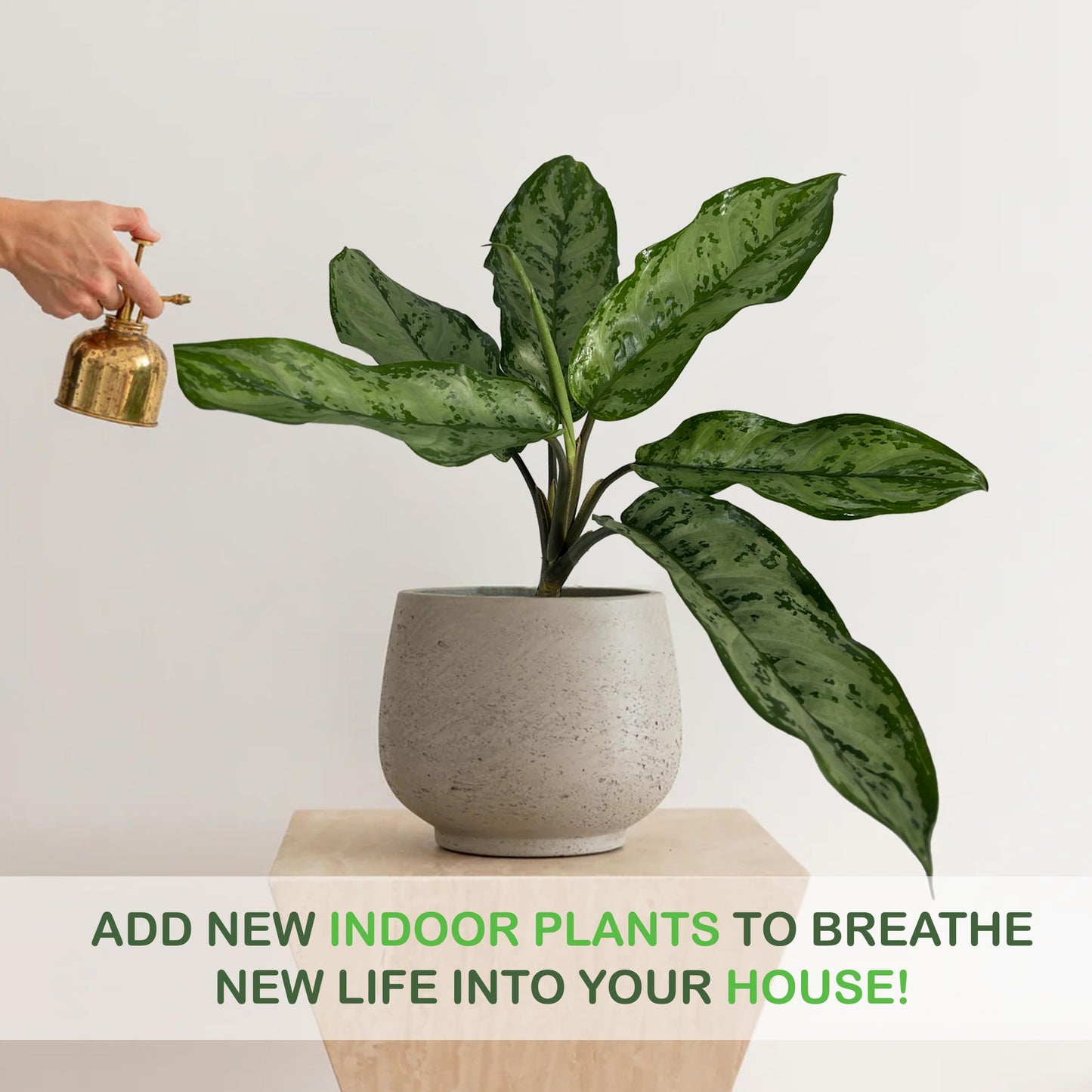 LEAL PLANTS ECUADOR Aglaonema Silver| Stunning Chinese Evergreen Houseplants |Low-Light Indoor Décor | Easy Care Air-Purifying Plants |Perfect for Home & Office Spaces