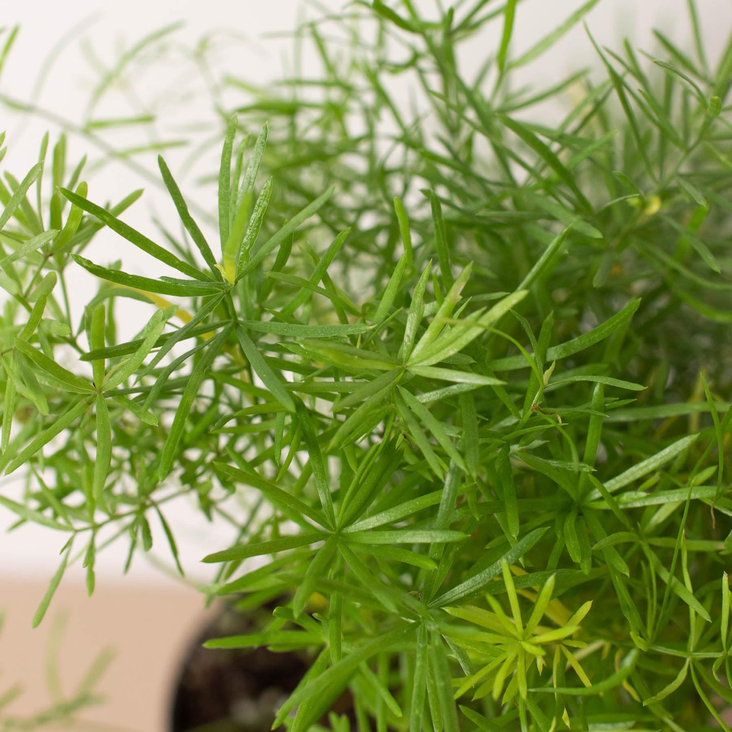 Fern 'Sprengeri' | Live Plant for Indoor & Outdoor | for Living Room, Office, Bathroom | (4" Pot)