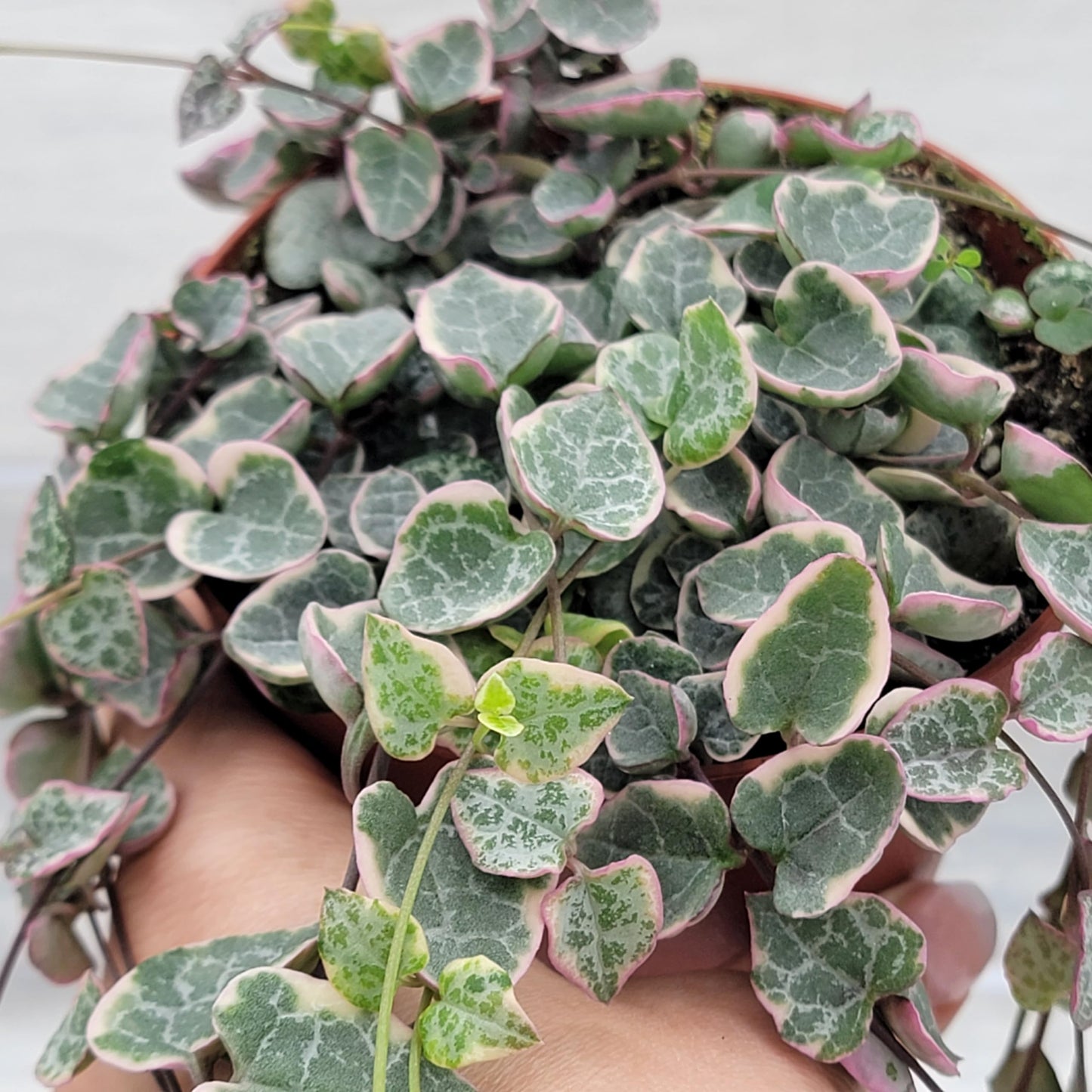 Rare Variegated String of Hearts - Ceropegia Woodii Variegata, Live Houseplants in 4" Pot by 3exoticgreen | Indoor Plants, Live Indoor Plants | Variegated Purple Hearts Plant