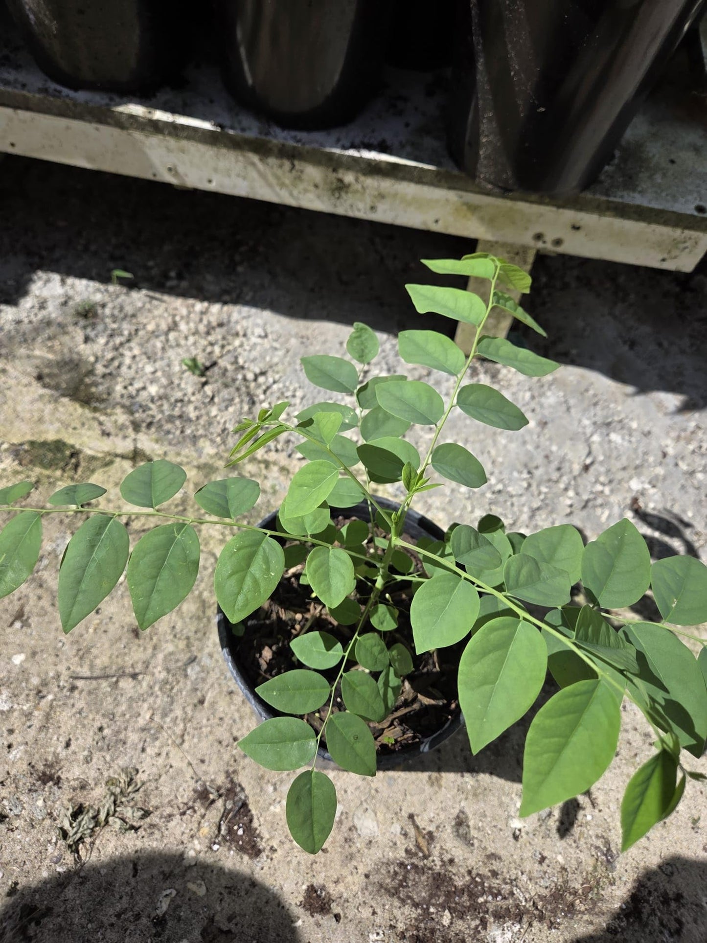 Tropical Grosella Tree Live Plant, Phyllanthus Acidus, Otaheite Gooseberry Fruit Tree, Seed Grown 8-12 Inch, USDA Zones 10-11, Outdoor Growing