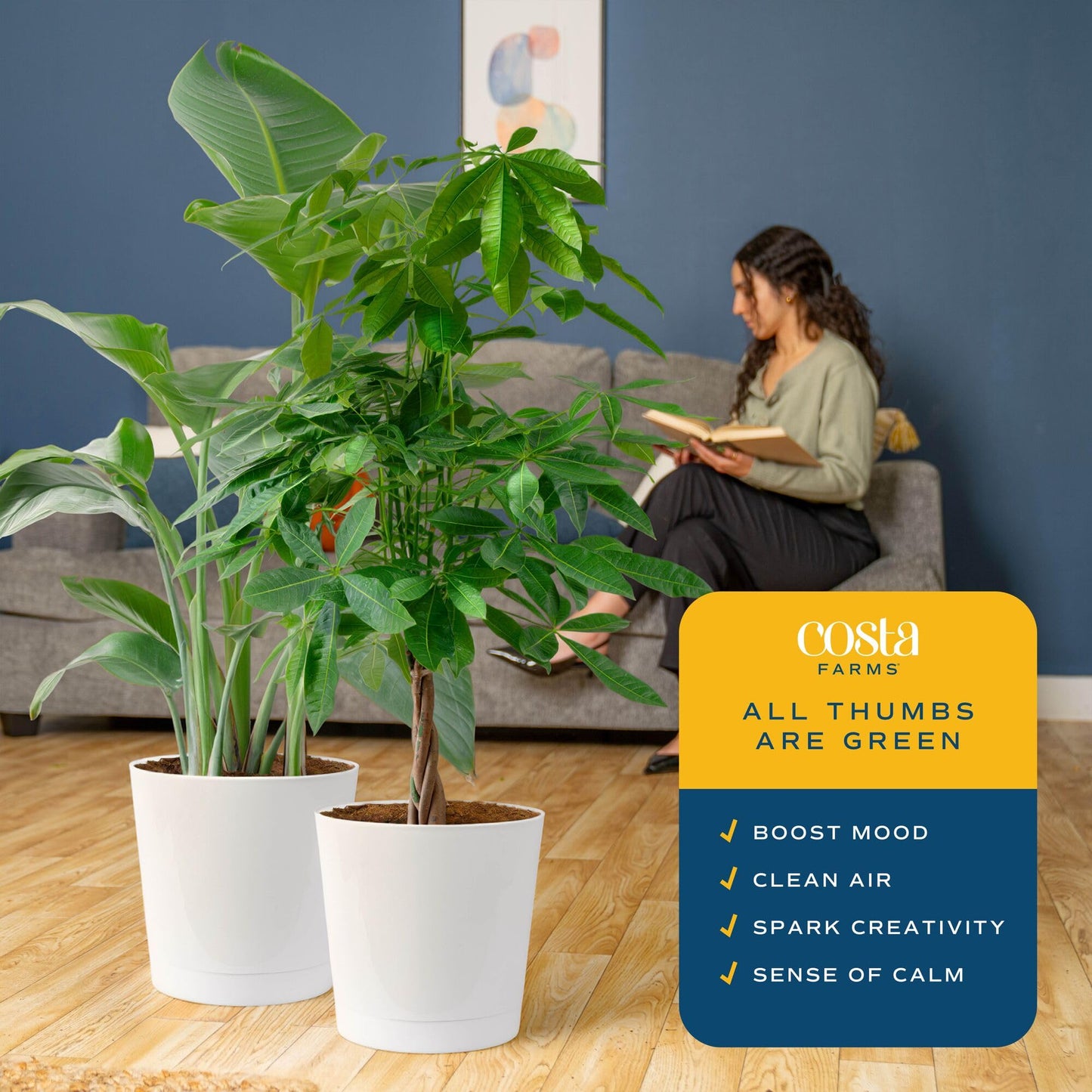 Costa Farms White Bird of Paradise & Money Tree Live Plants in Decorative Pots, Large Indoor Houseplants, Home, Room, or Office Decor, House Warming or Birthday Gift, 3-4 Feet, Pack of 2