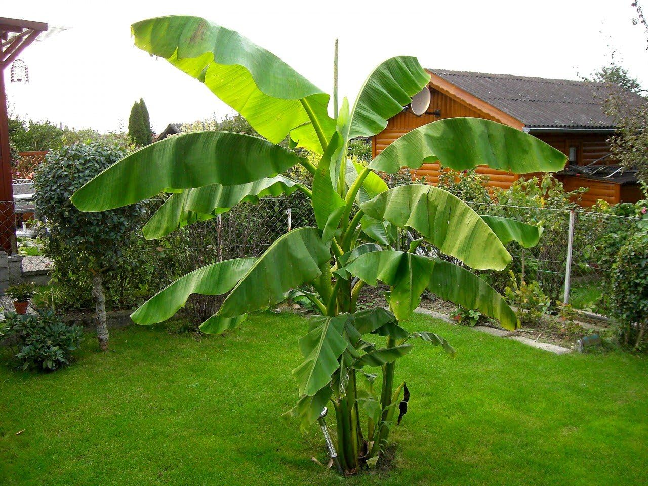 Musa Basjoo Banana Tree Cold Hardy | Japanese Banana Live Plant 6 inches Tall