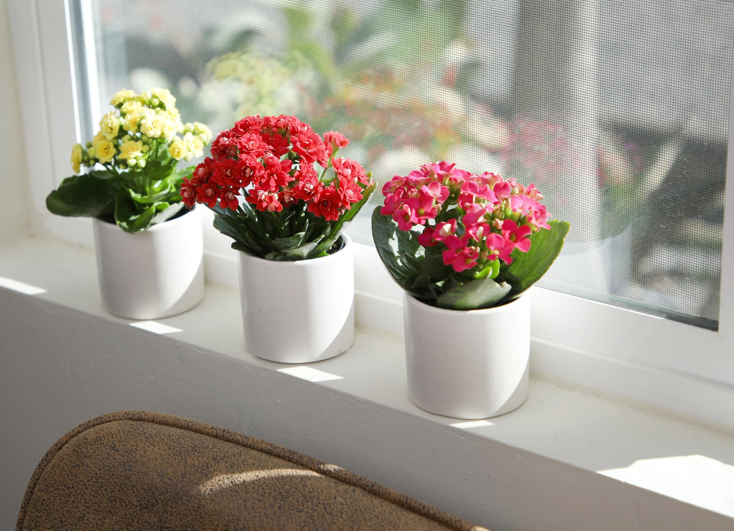 Kalanchoe Flower Plants 3PK in White Pots, Desk Plant Decor, Live Succulent Gifts for Plant Lovers Gift Ideas, Kalanchoe Plants Live Houseplants, Live Succulents Plants Live Flowers by Plants for Pets