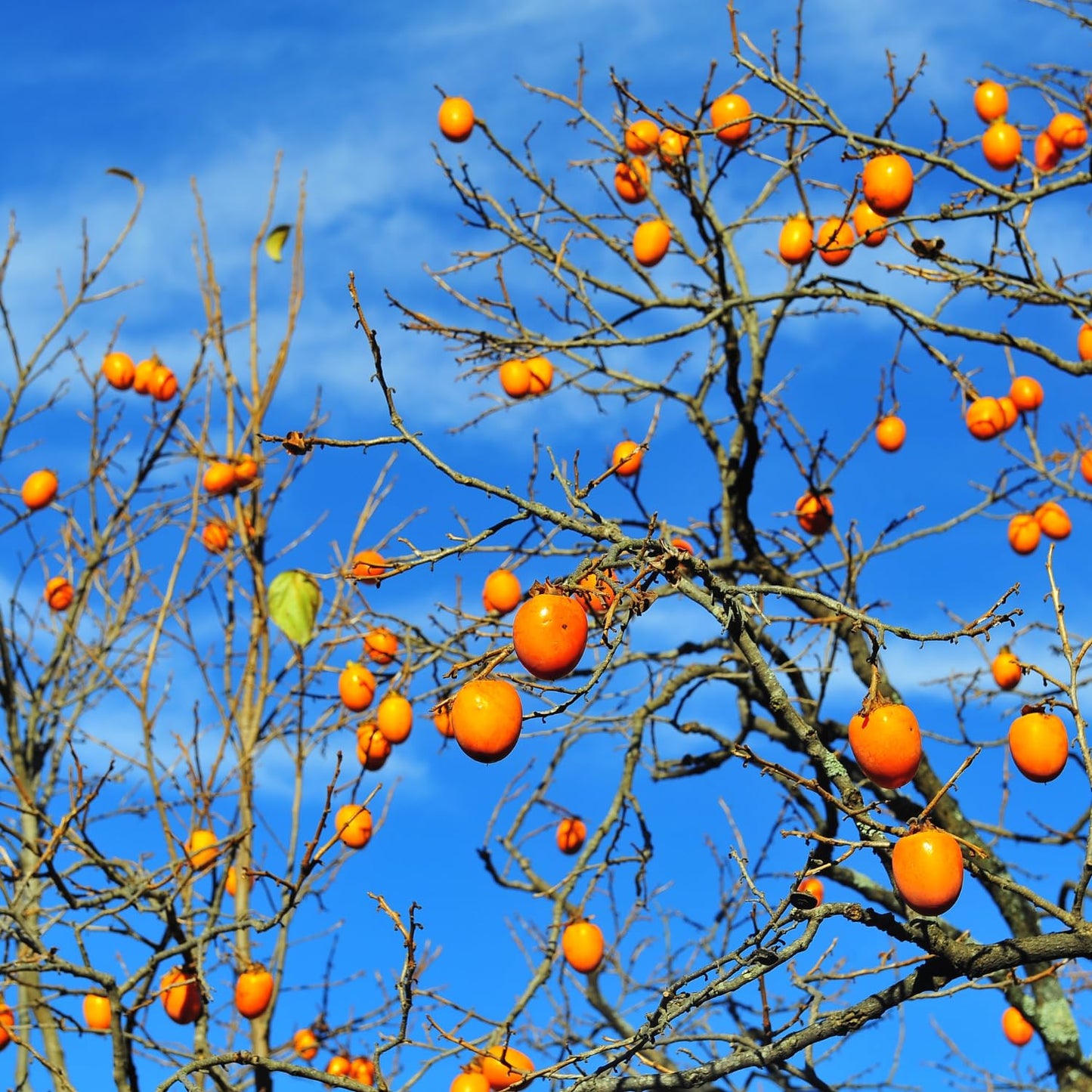 Very Hardy Persimmon Tree Live Plant, Cold Hardy and Sweet American Persimmon, 1 Year Old 6-12" Plant